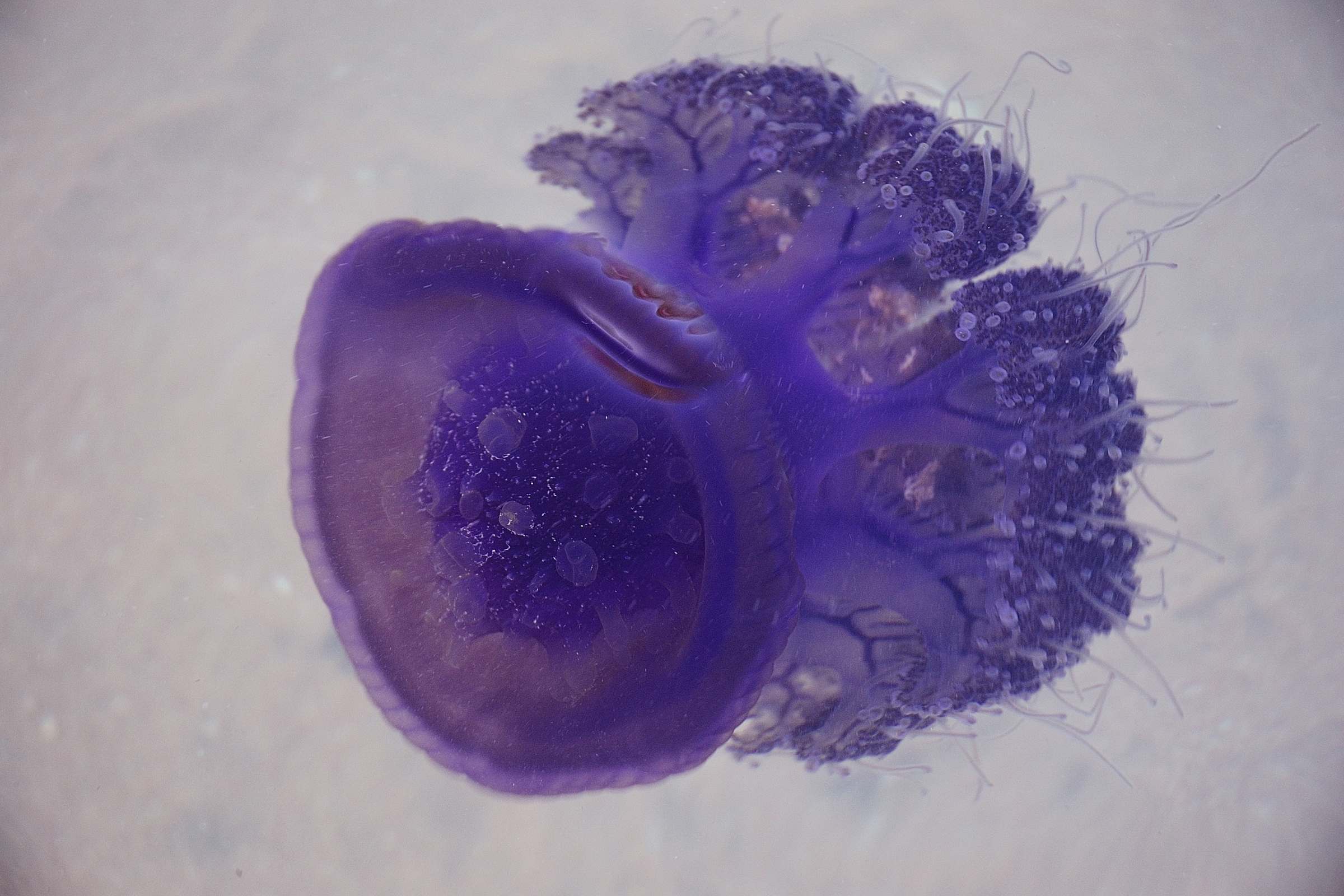 Фиолетовая медуза в Красном море