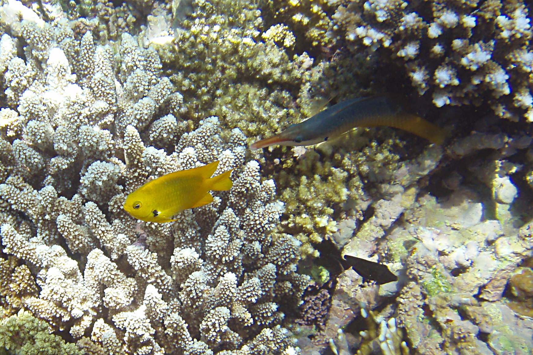 На коралловом рифе Красного моря
