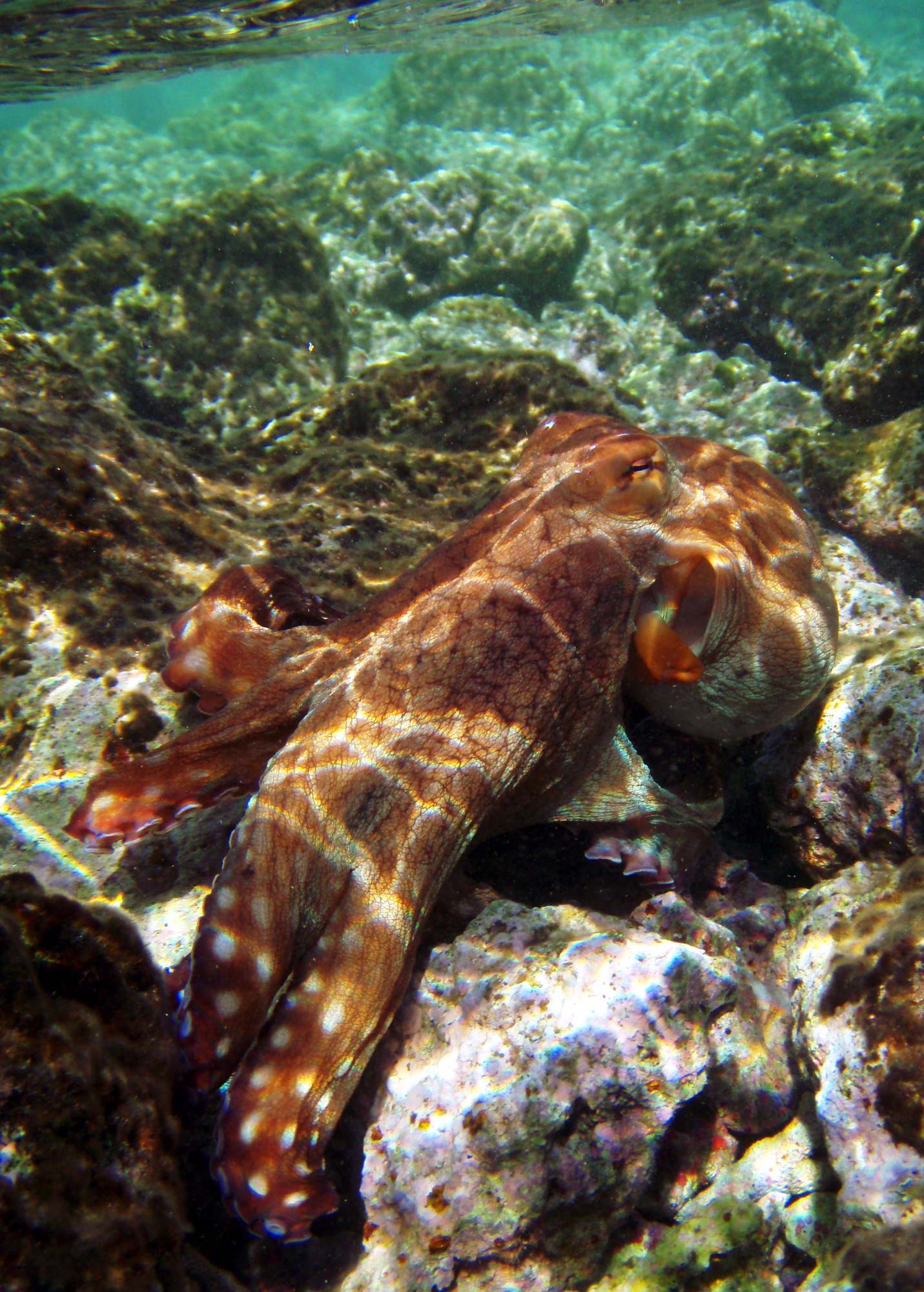 Осьминог обыкновенный в Красном море.
