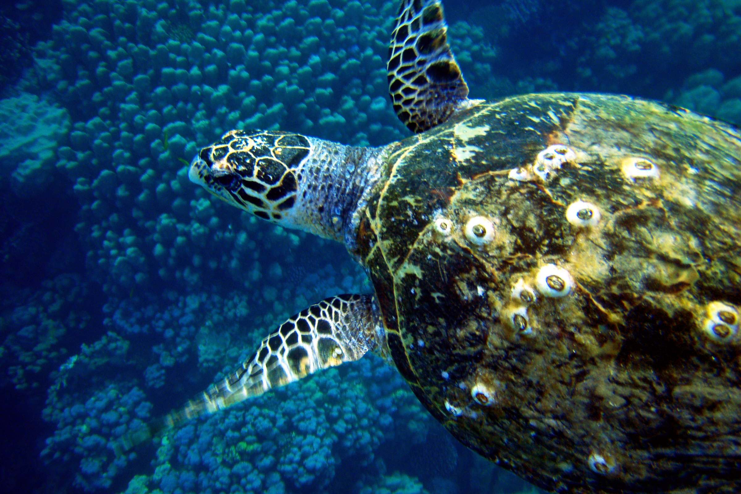 Зелёная морская черепаха в Красном море.