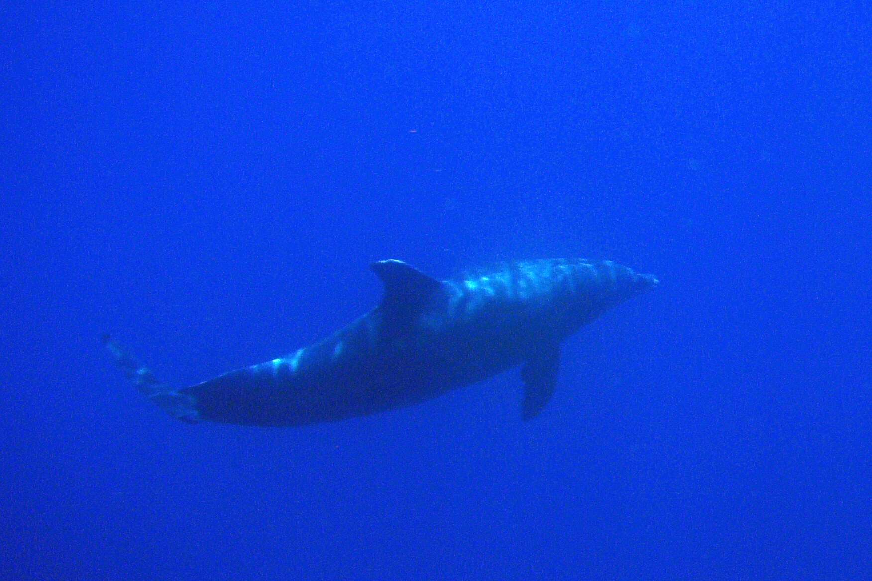 Дельфин в Красном море