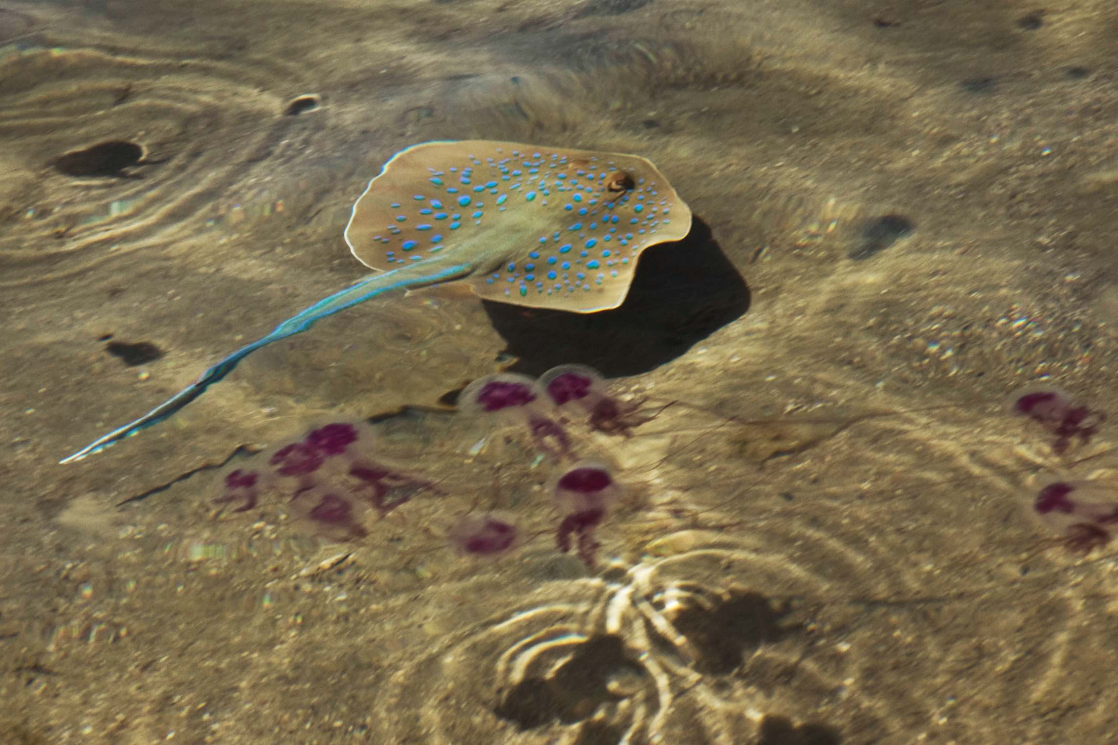Скат на мелкоте и медузы