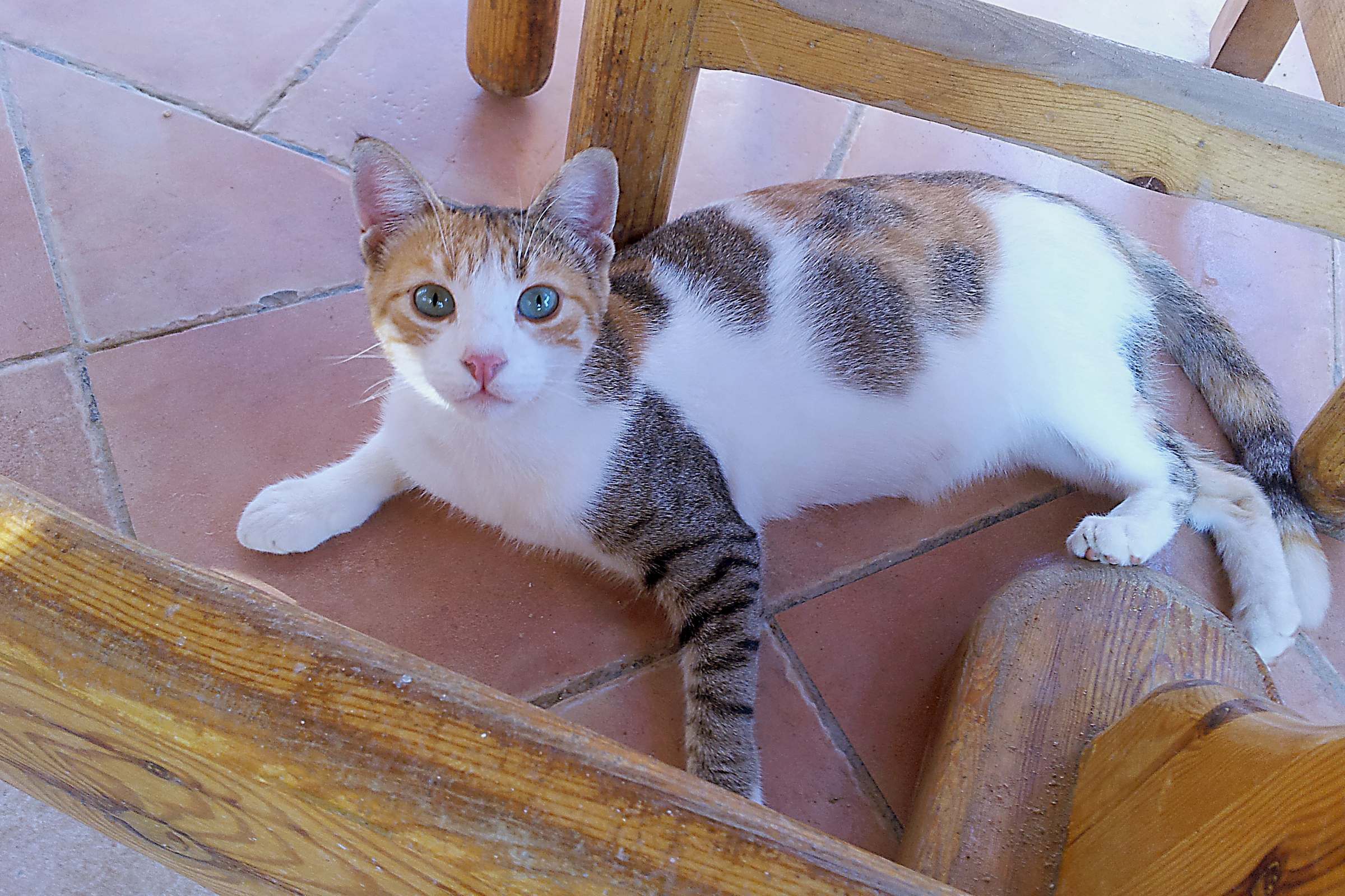 Кошка с разноцветными глазами