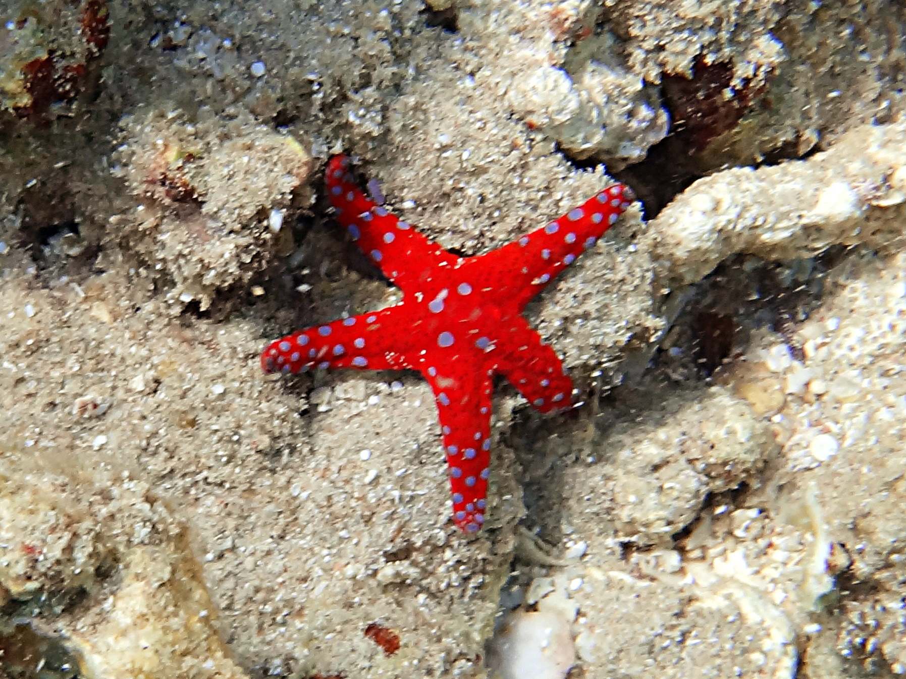 Красная морская звезда