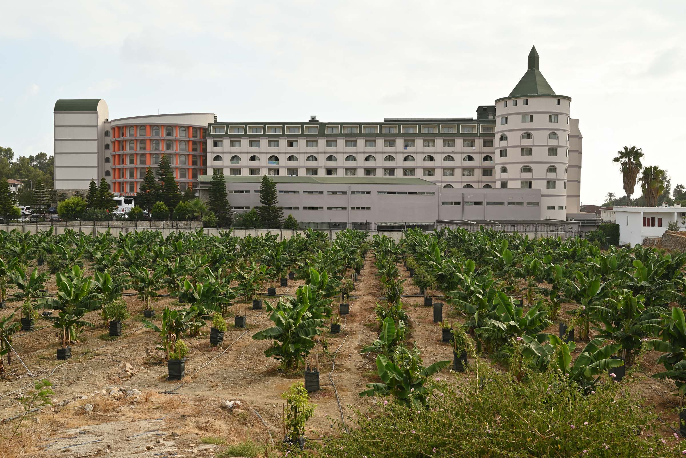 Турция, банановая плантация у отеля Bayar Family Resort Hotel & Spa (Non-Alcohol)