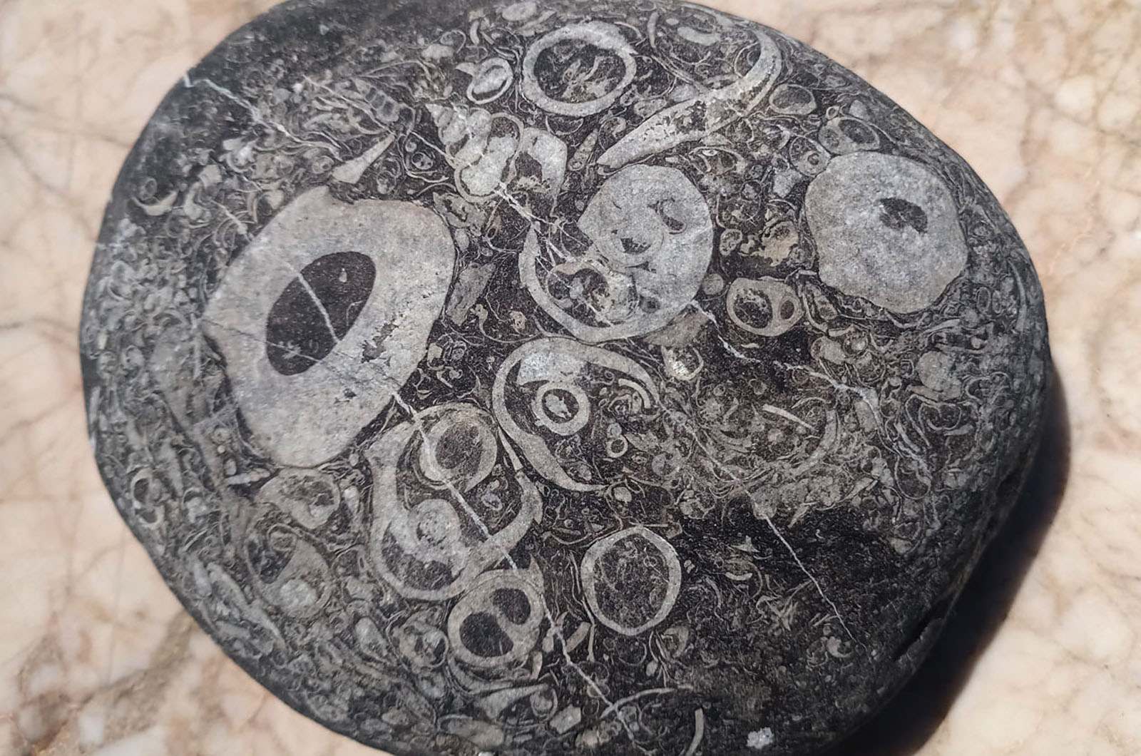 Камни с отпечатками древних существ с турецкого пляжа