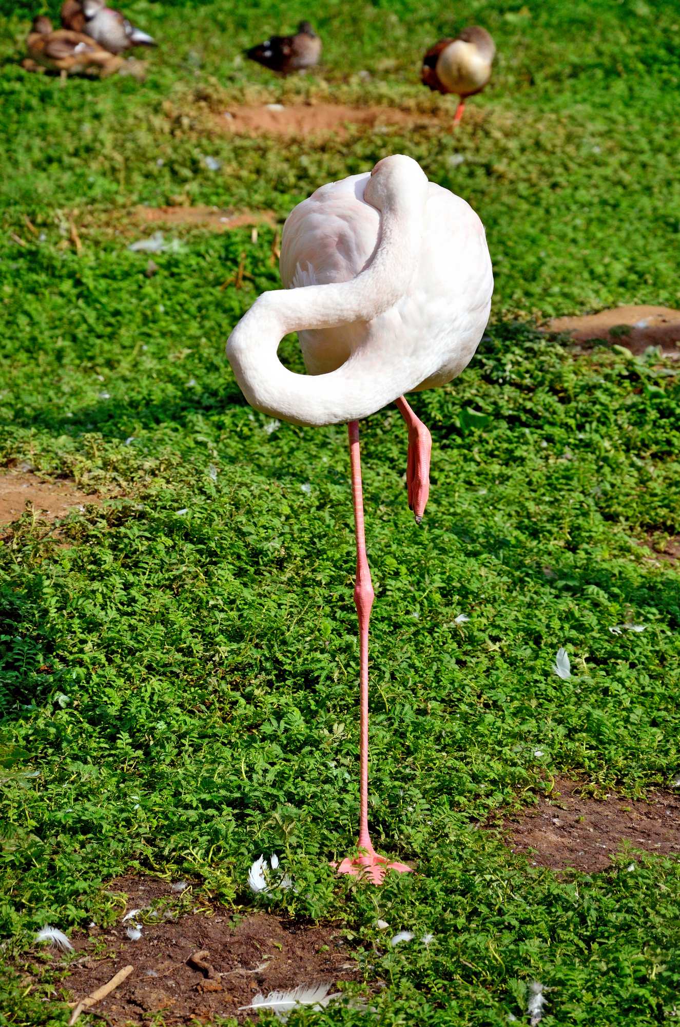 Фламинго в парке птиц Воробьи
