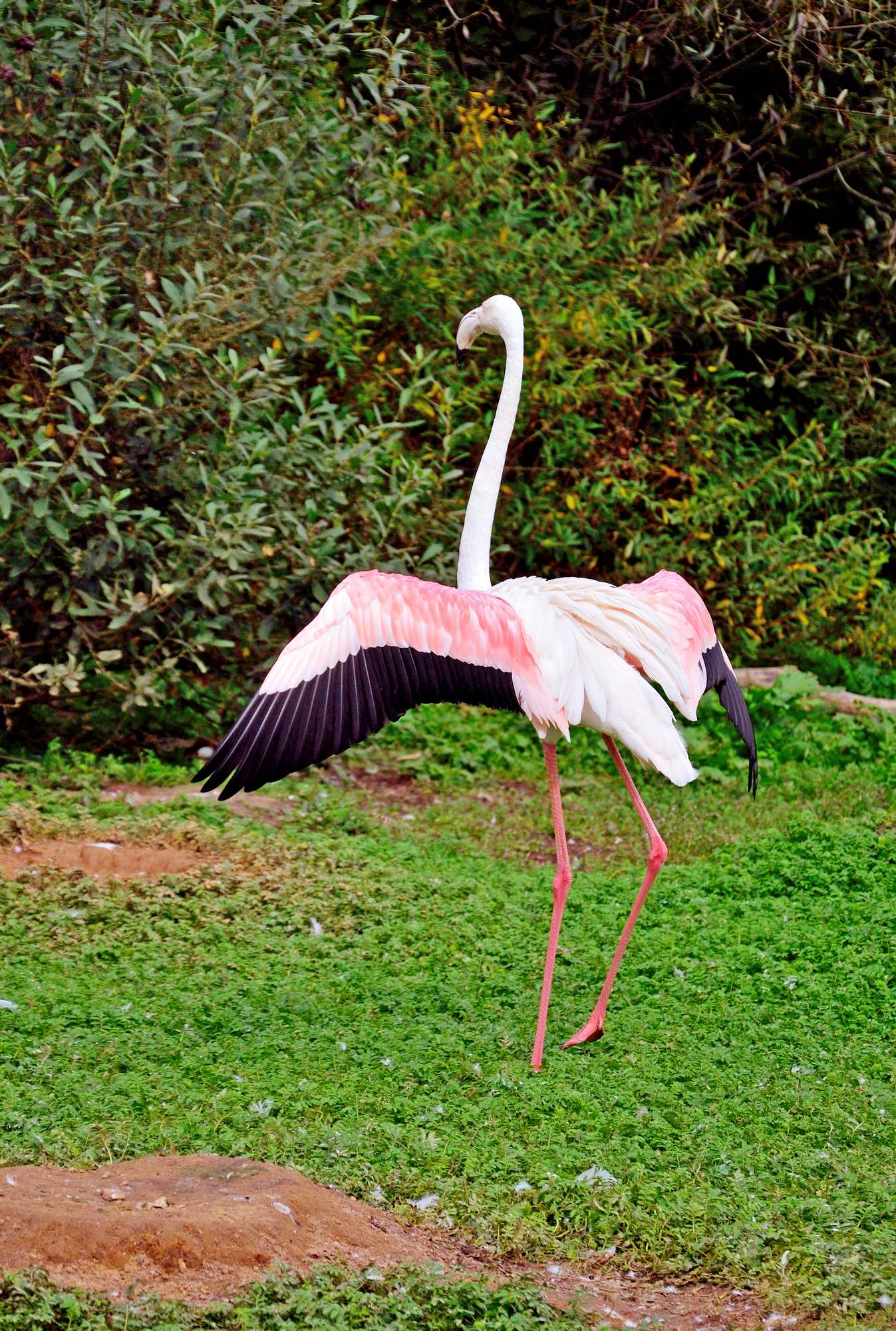 Фламинго в парке птиц Воробьи