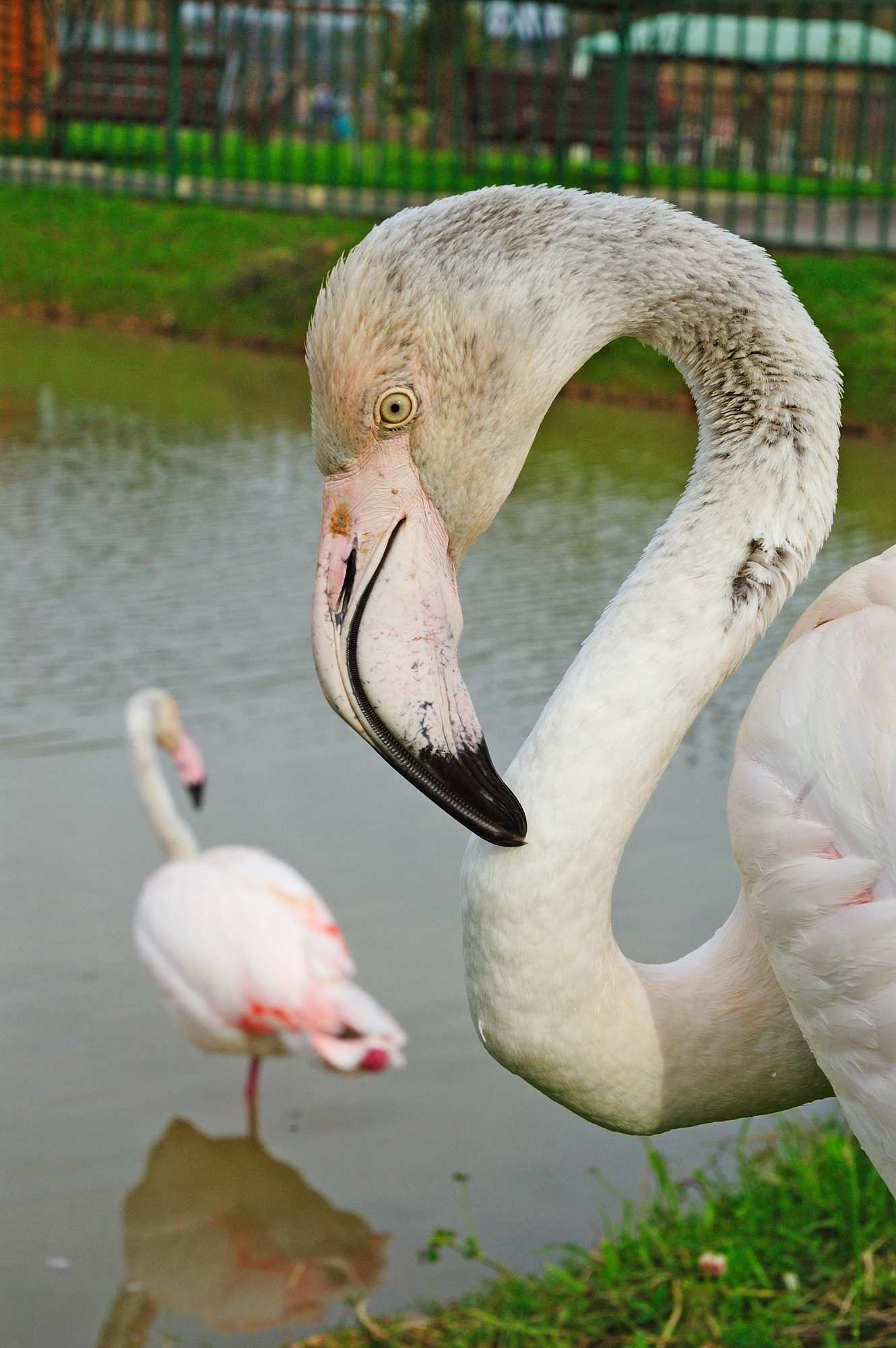Фламинго в зоопарке Экзотик Парк