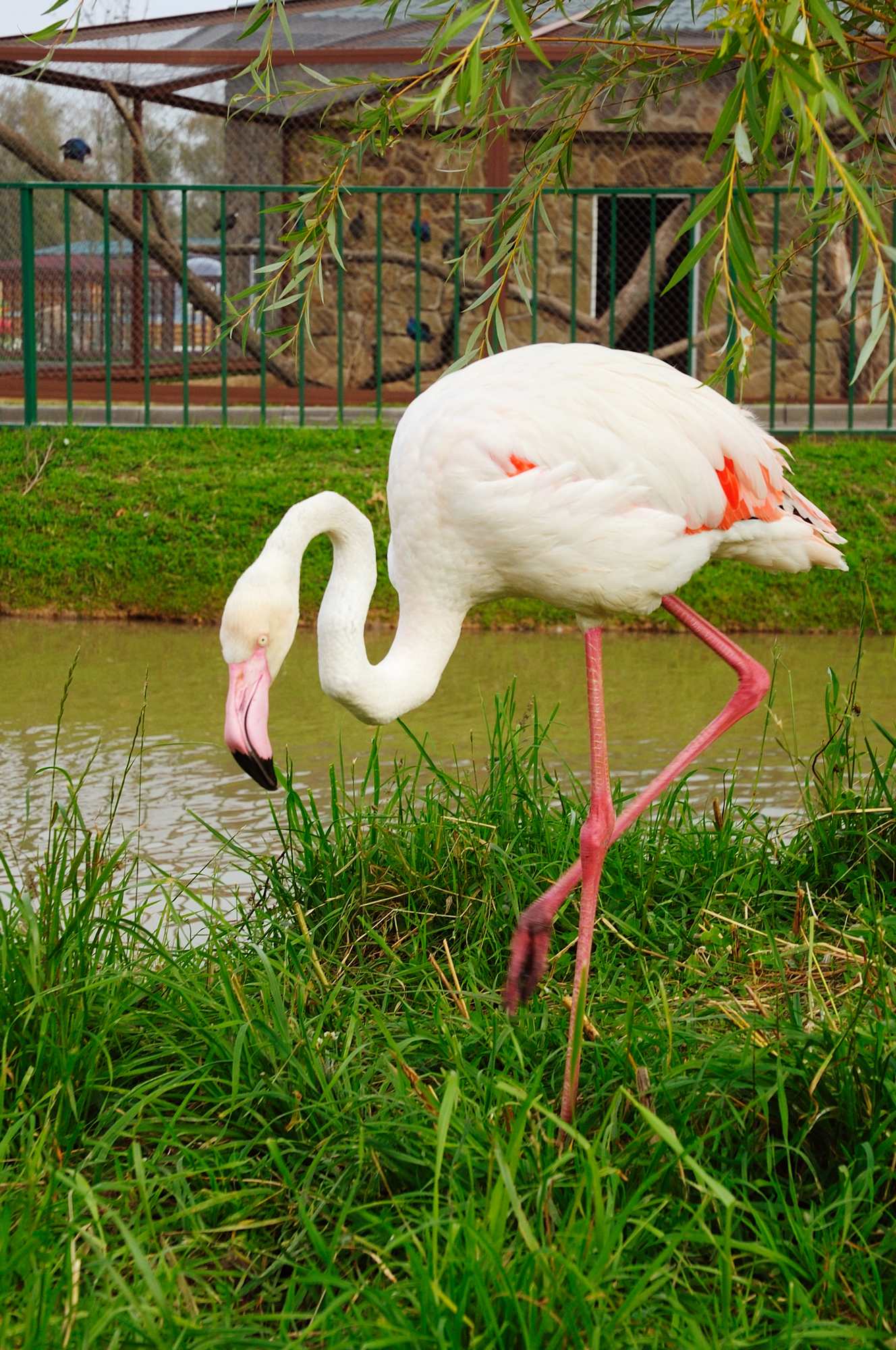 Фламинго в зоопарке Экзотик Парк