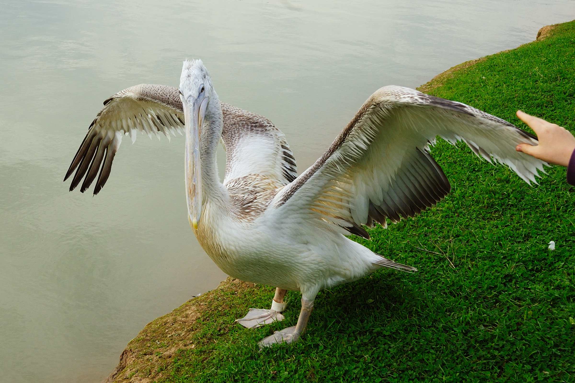 Пеликан в зоопарке Экзотик Парк