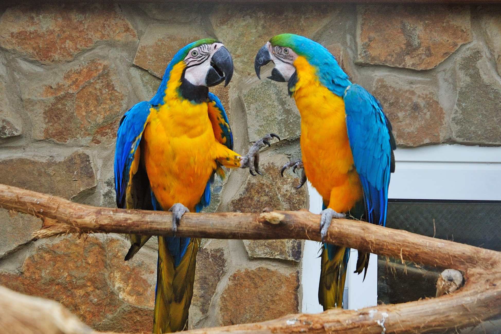 Сине-жёлтый ара в зоопарке Экзотик Парк
