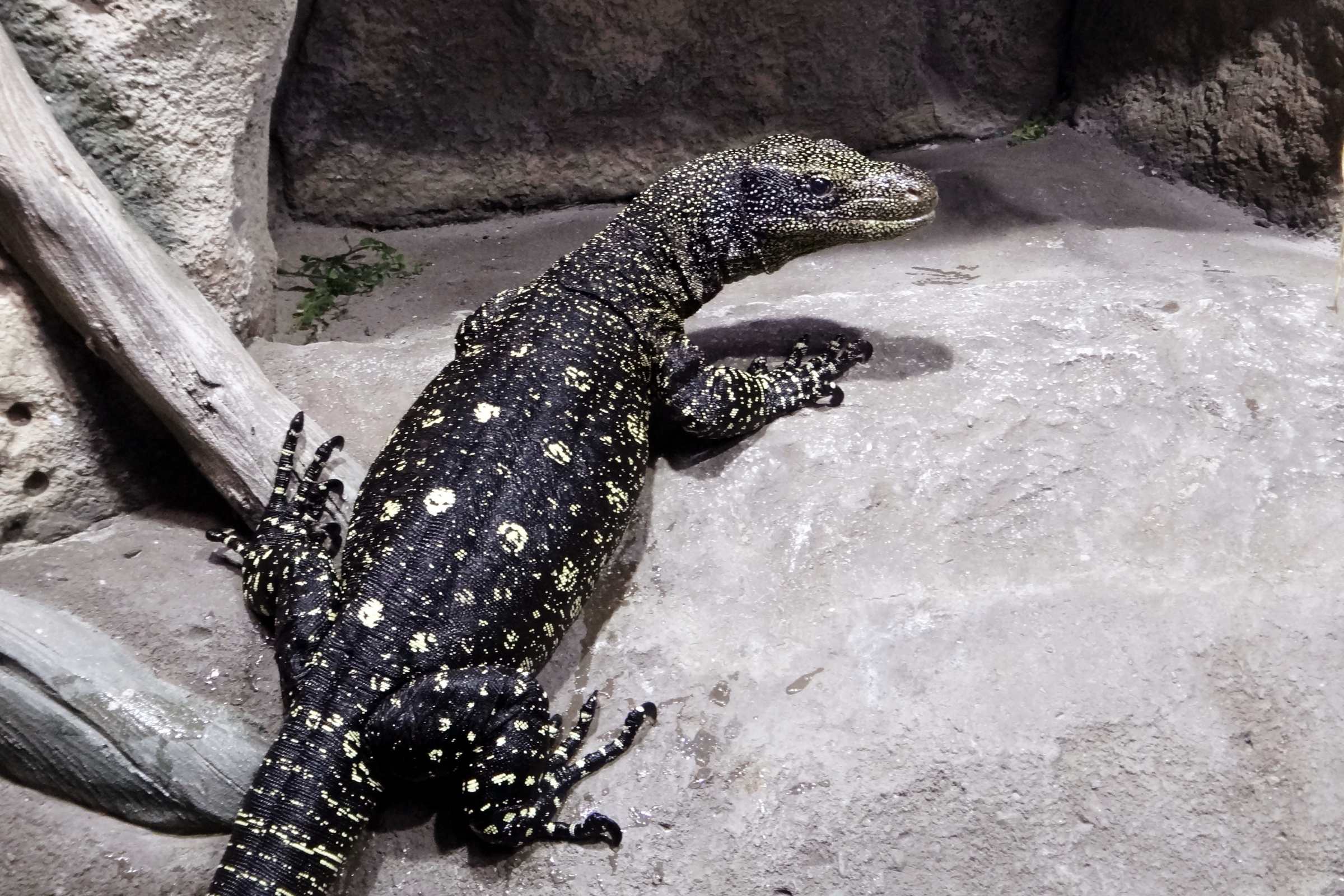 Крокодиловый варан в океанариуме в ТРЦ РИО