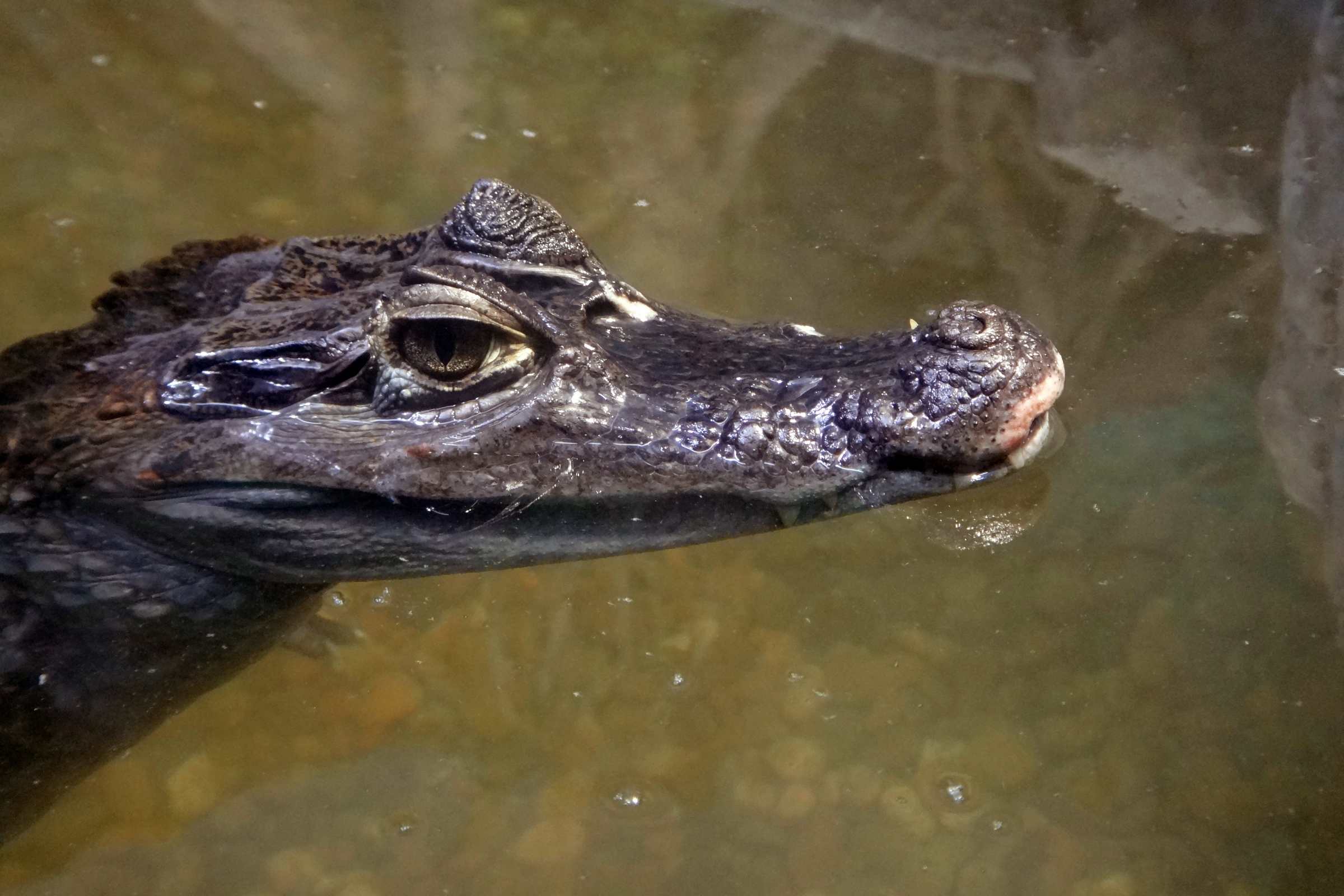 Крокодиловый кайман в океанариуме в ТРЦ РИО