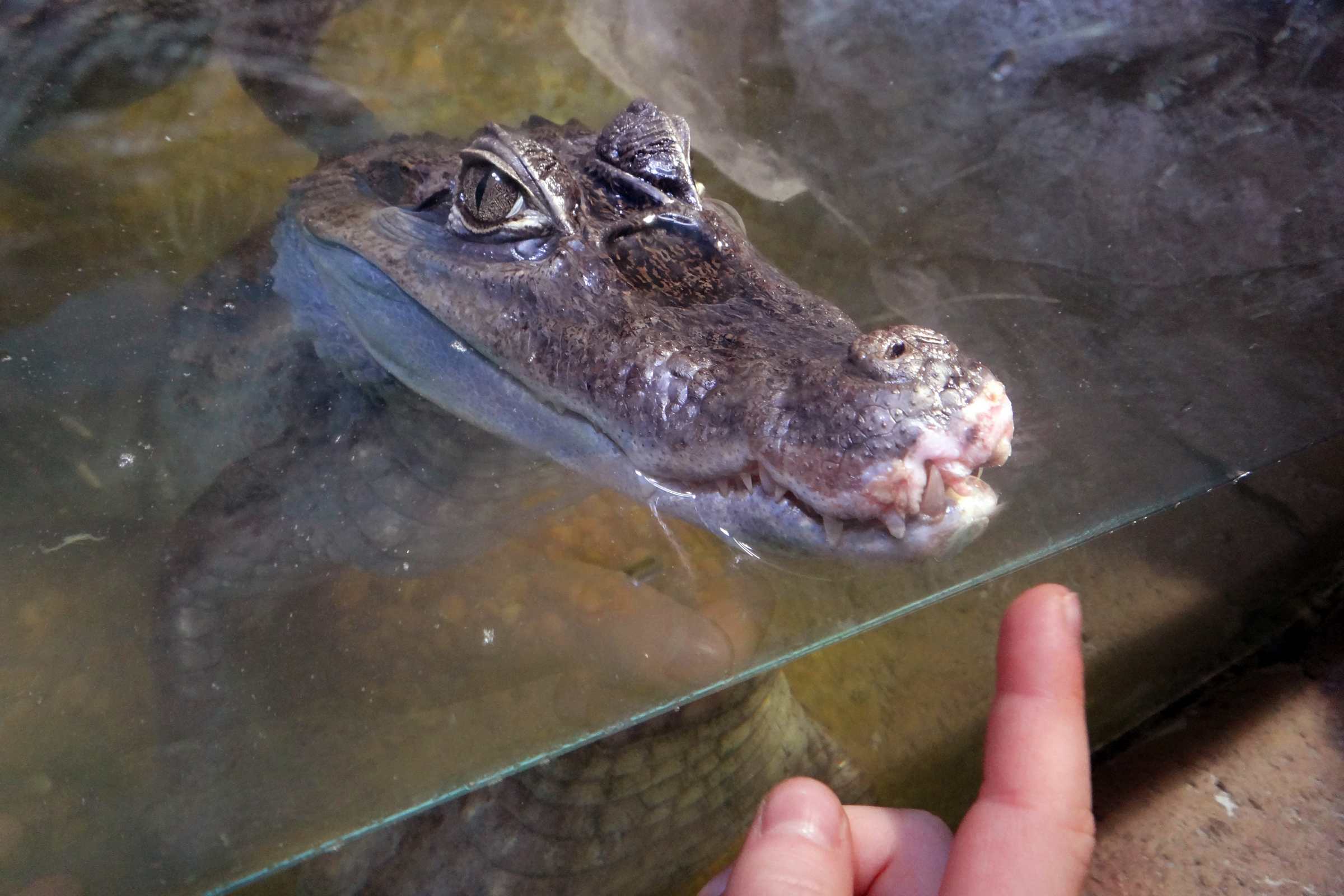 Крокодиловый кайман в океанариуме в ТРЦ РИО