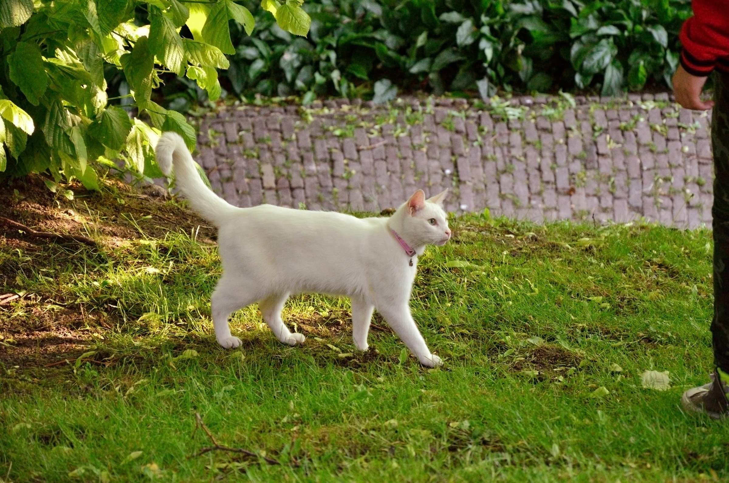 Белый котик в Лейдене