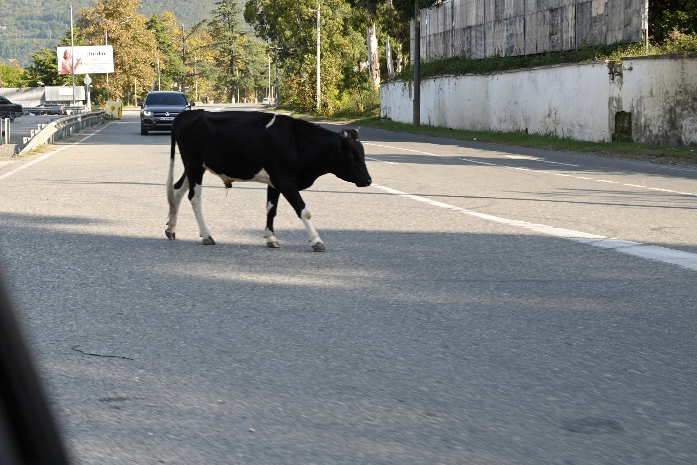 Коровы на дорогах Абхазии