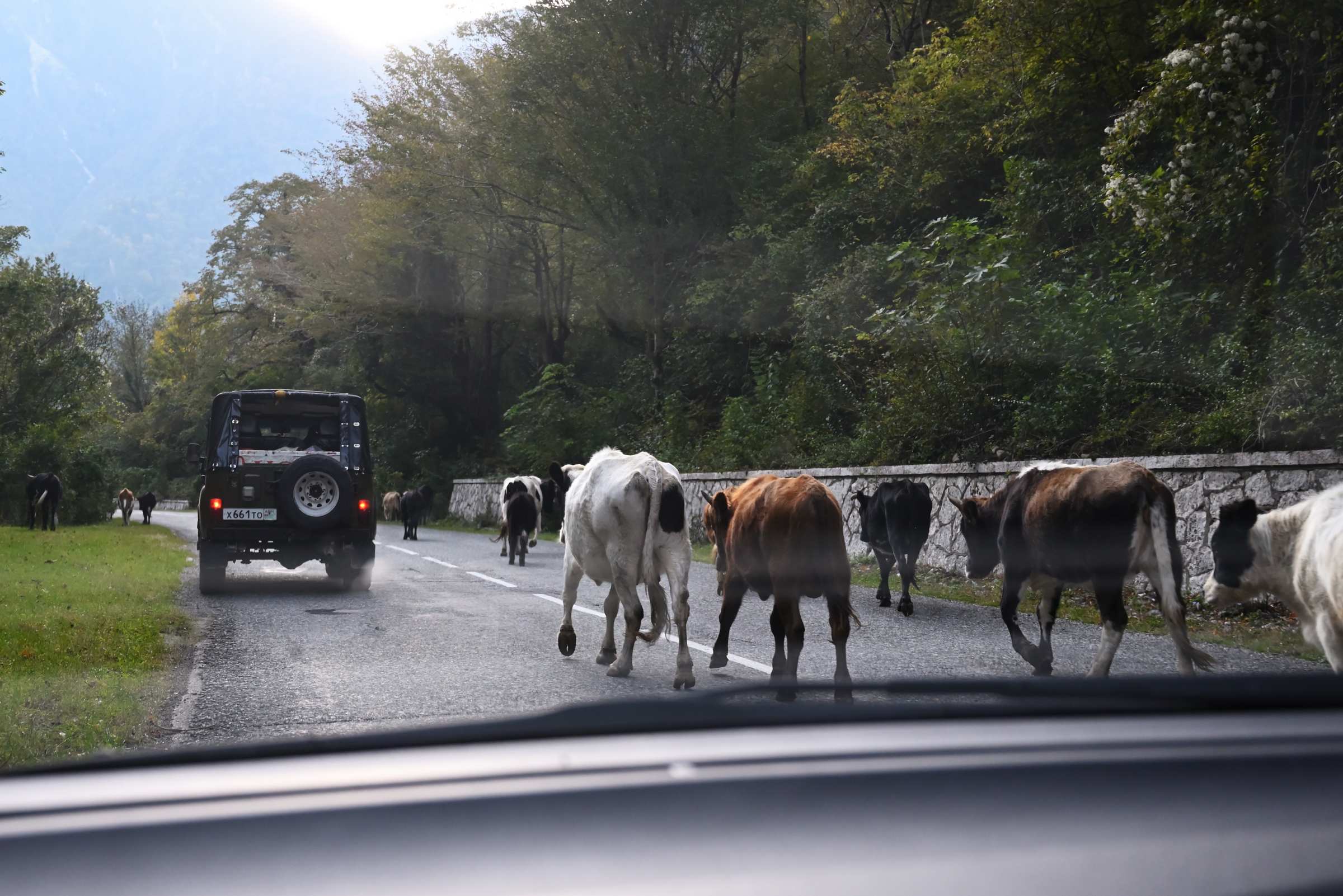 Абхазия. Рицинский реликтовый национальный парк. Коровы на дороге.