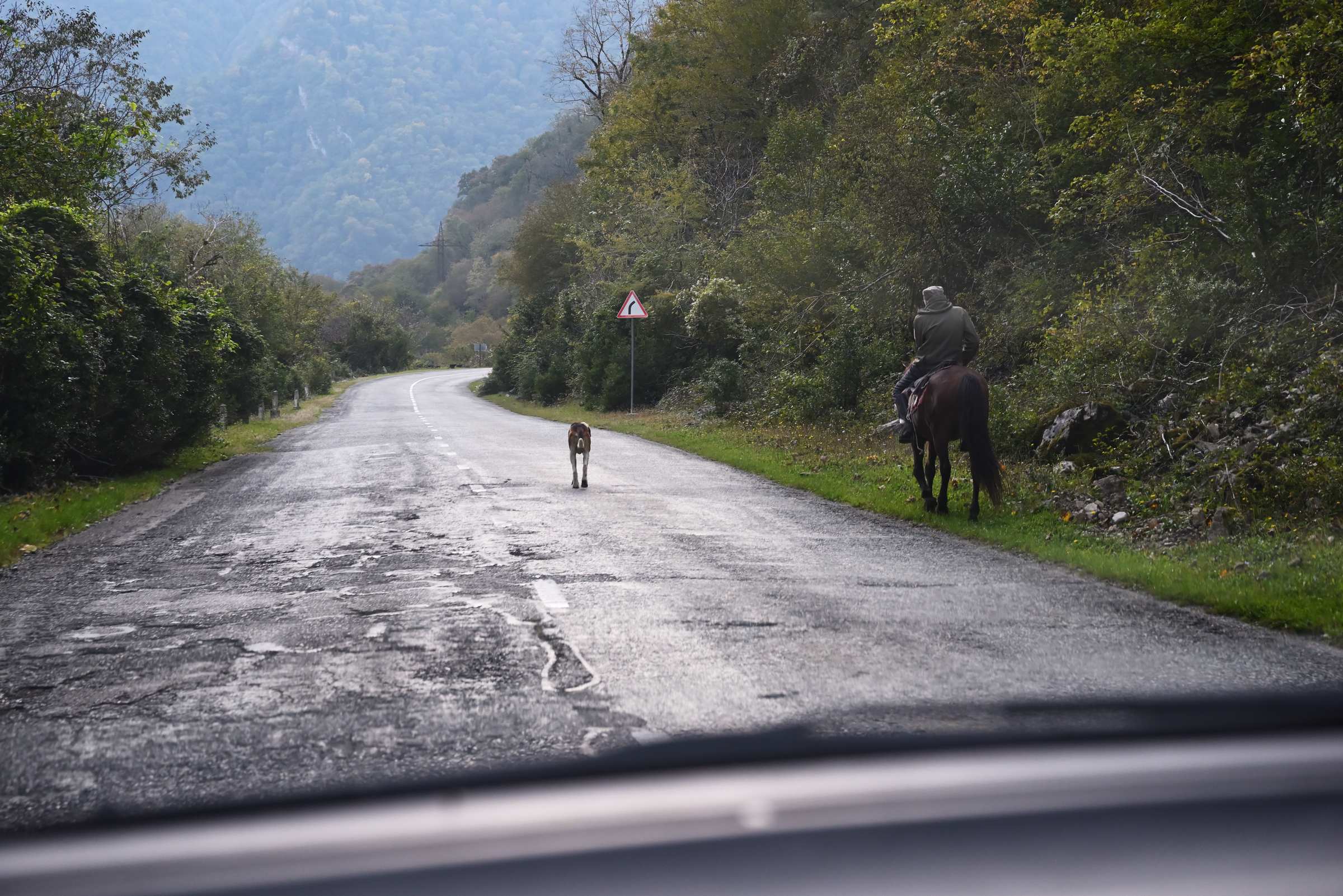 Абхазия. Рицинский реликтовый национальный парк. Коровы на дороге.