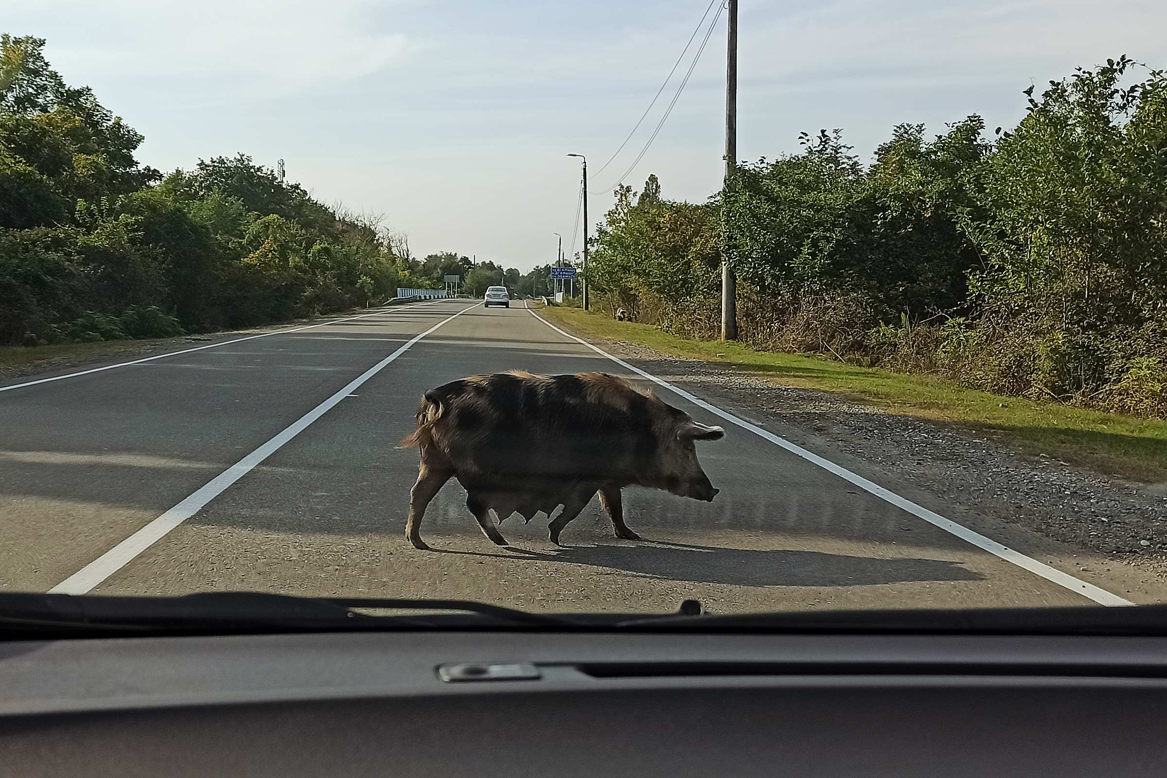 Абхазия. Свинья на дороге.