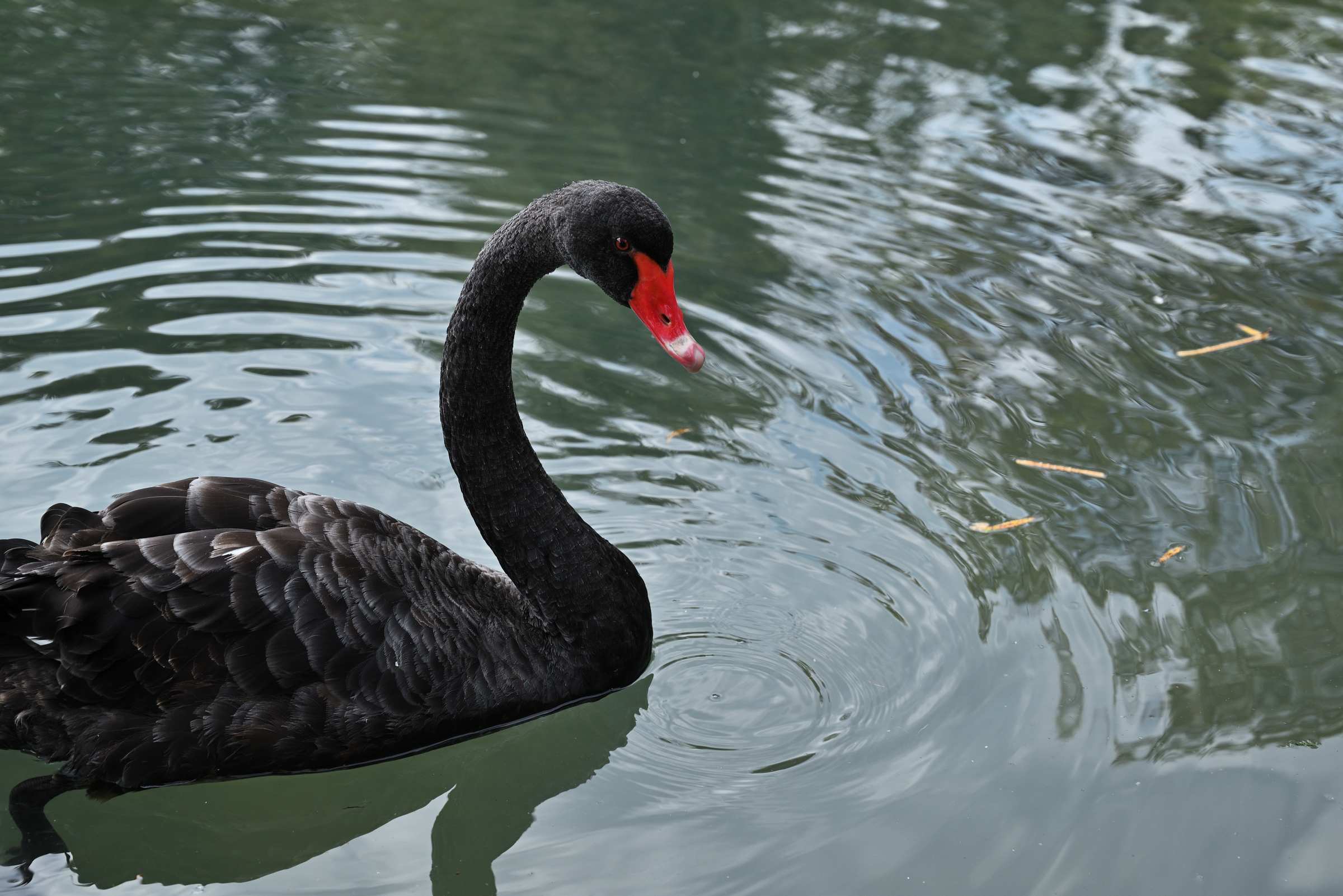 Абхазия. Приморский парк в Новом Афоне. Чёрный лебедь.