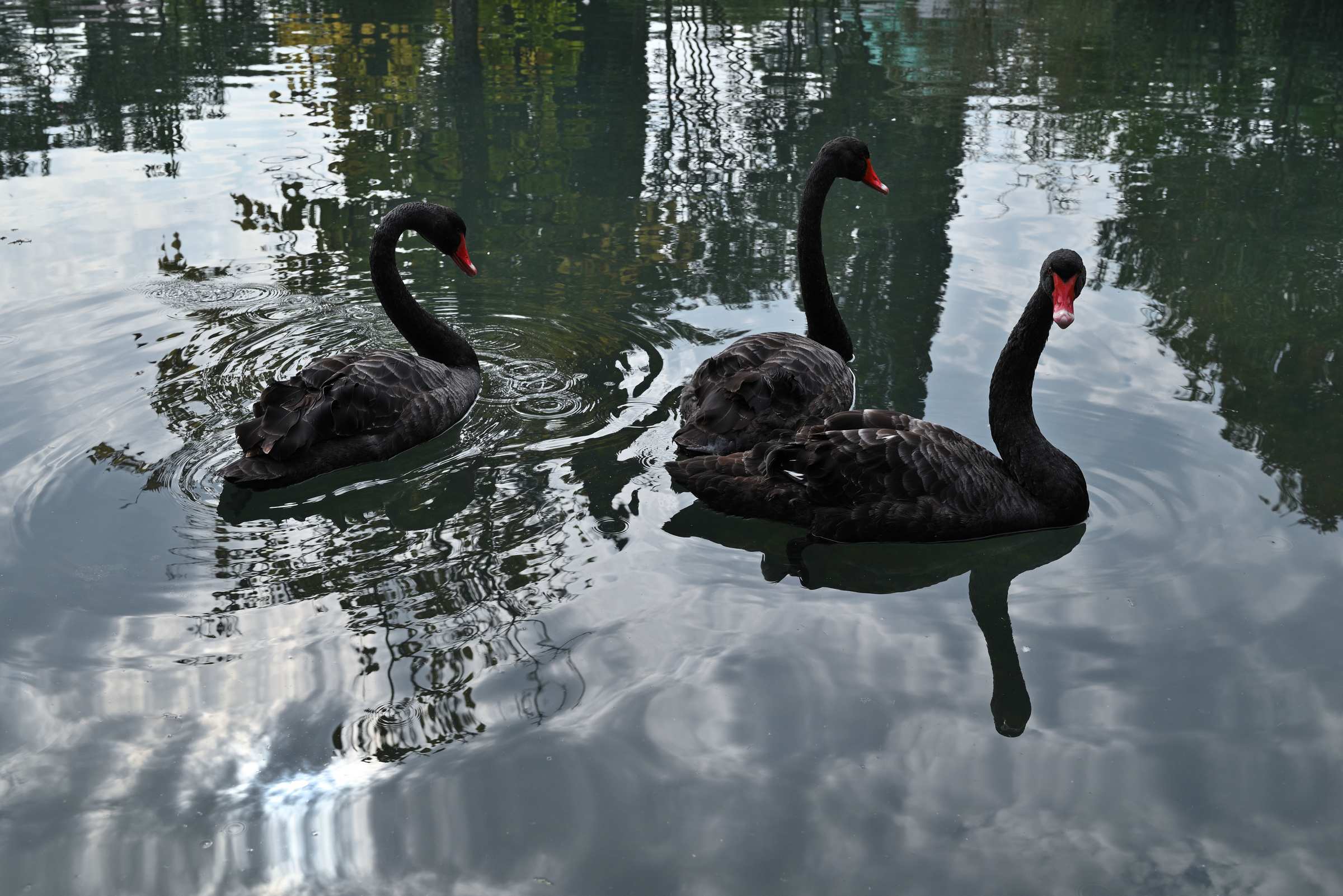 Абхазия. Приморский парк в Новом Афоне. Чёрные лебеди.