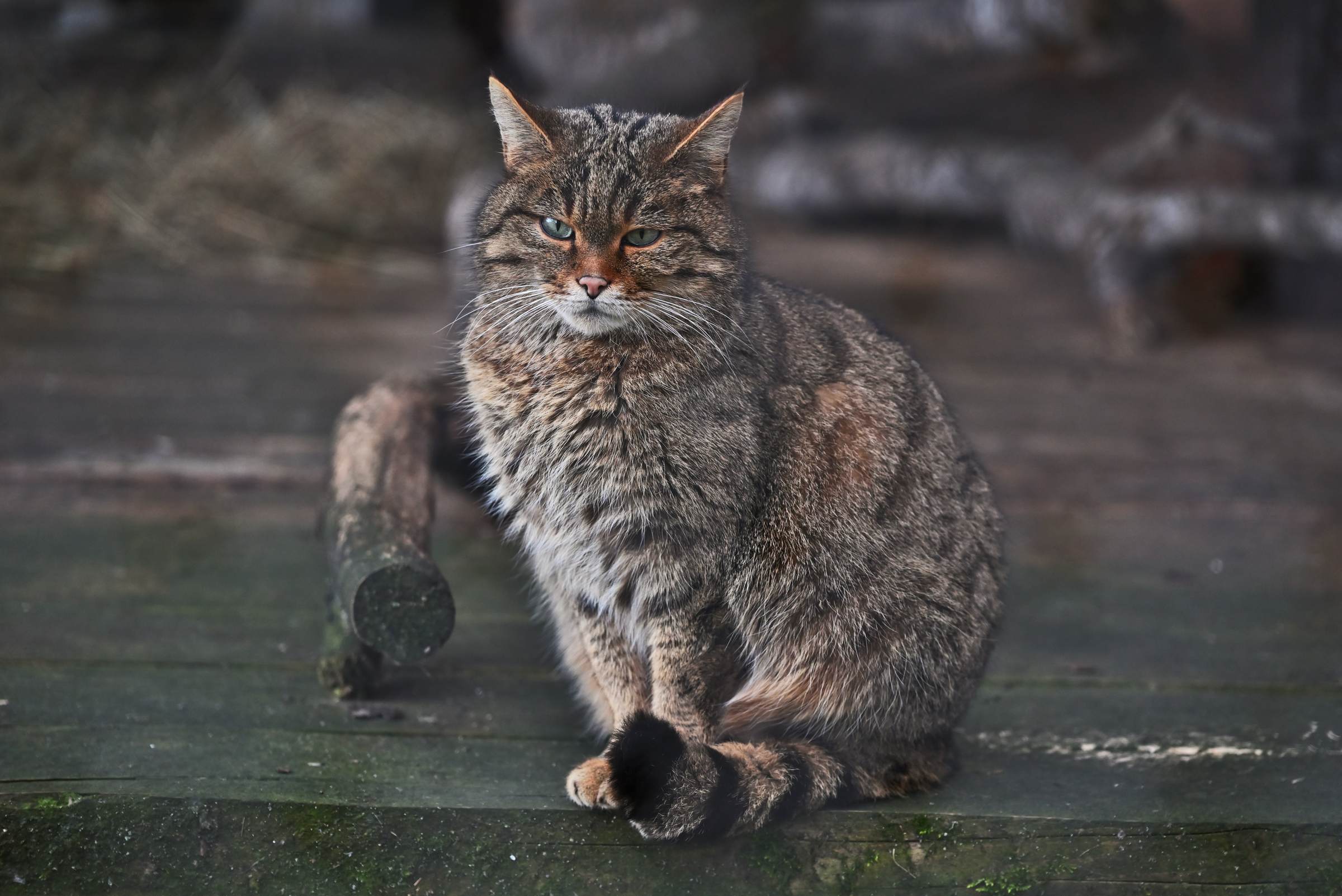 Лесной кот в зоопарке Кавказского заповедника в Гузерипле
