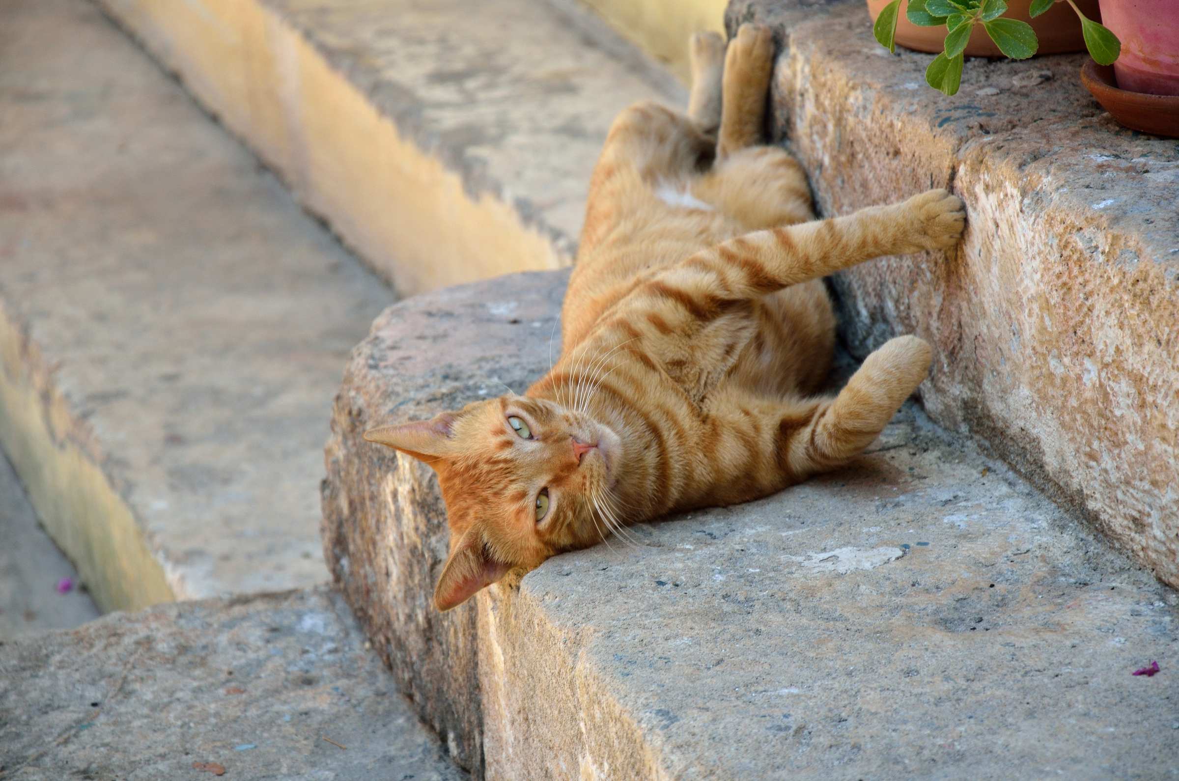 Рыжий кот в городе Эгина на острове Эгина