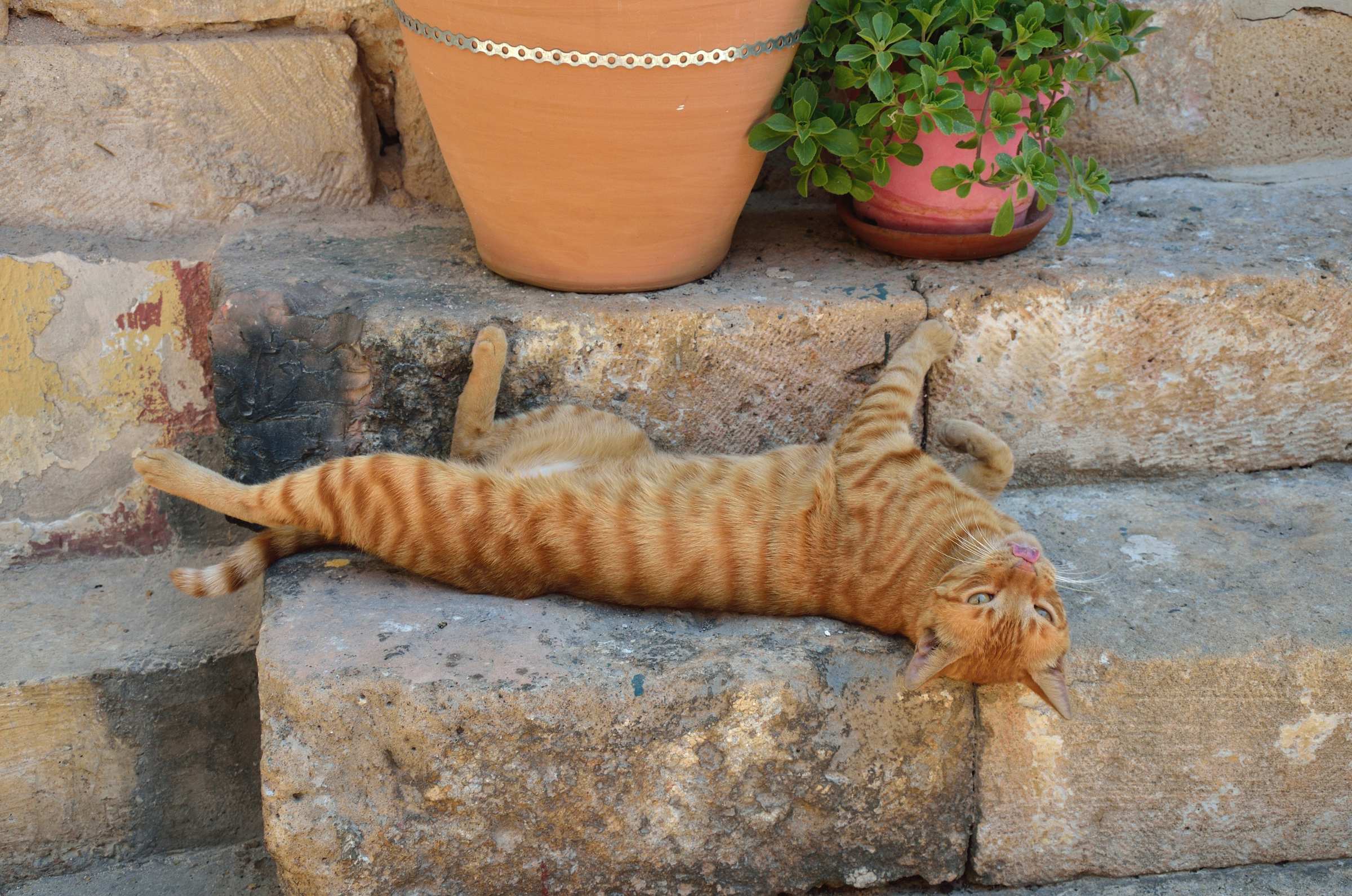 Рыжий кот в городе Эгина на острове Эгина
