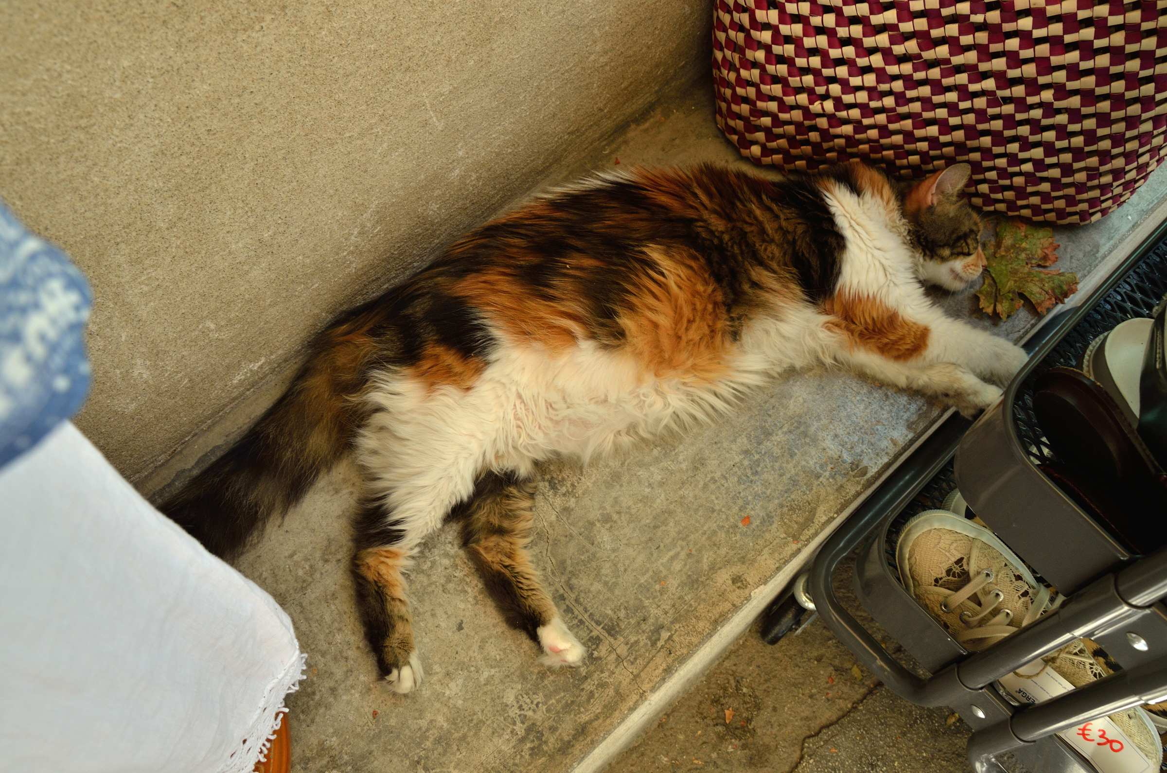 Кошка в городе Эгина на острове Эгина