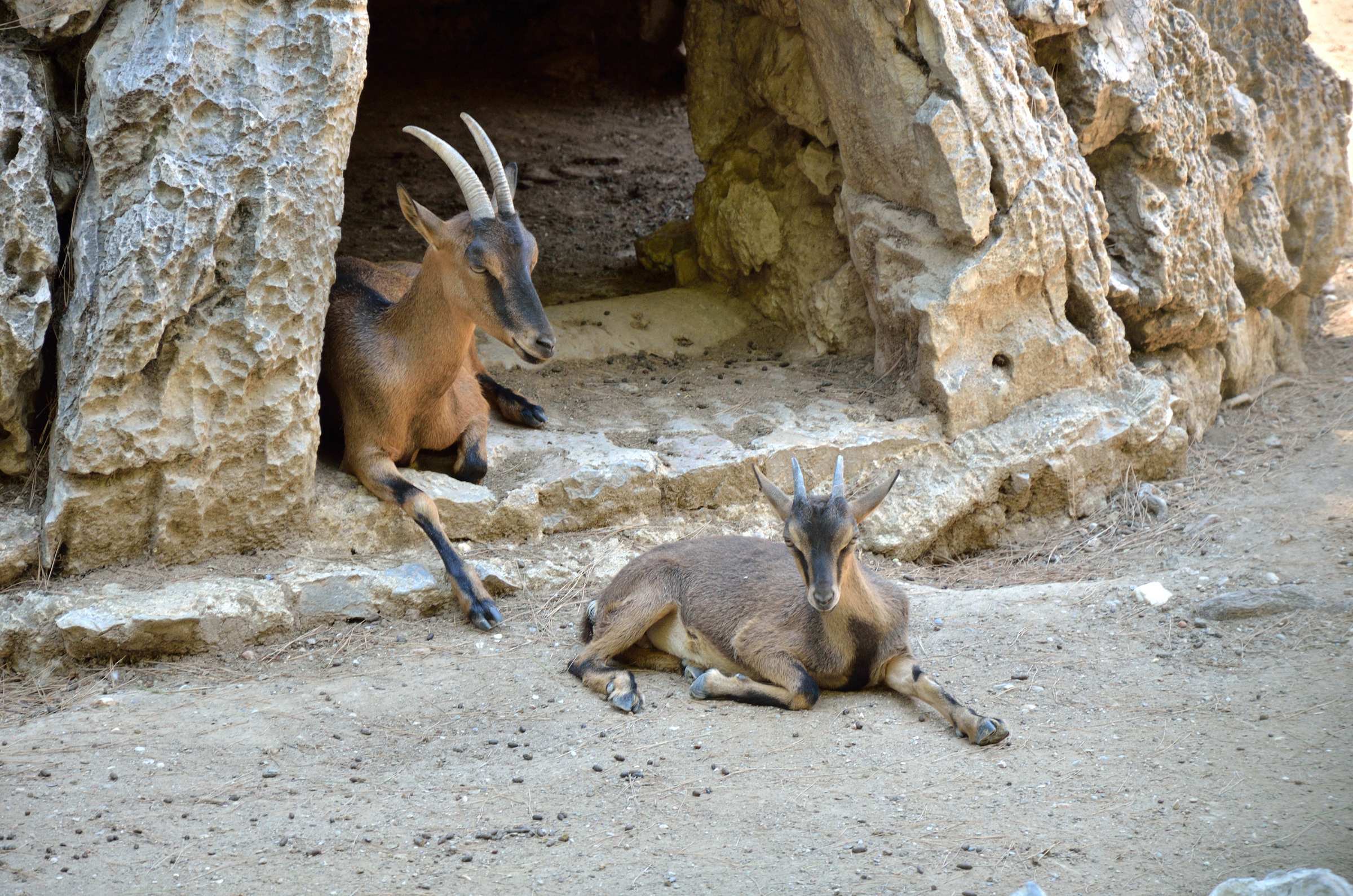 Горные козлы в Национальном саду в Афинах