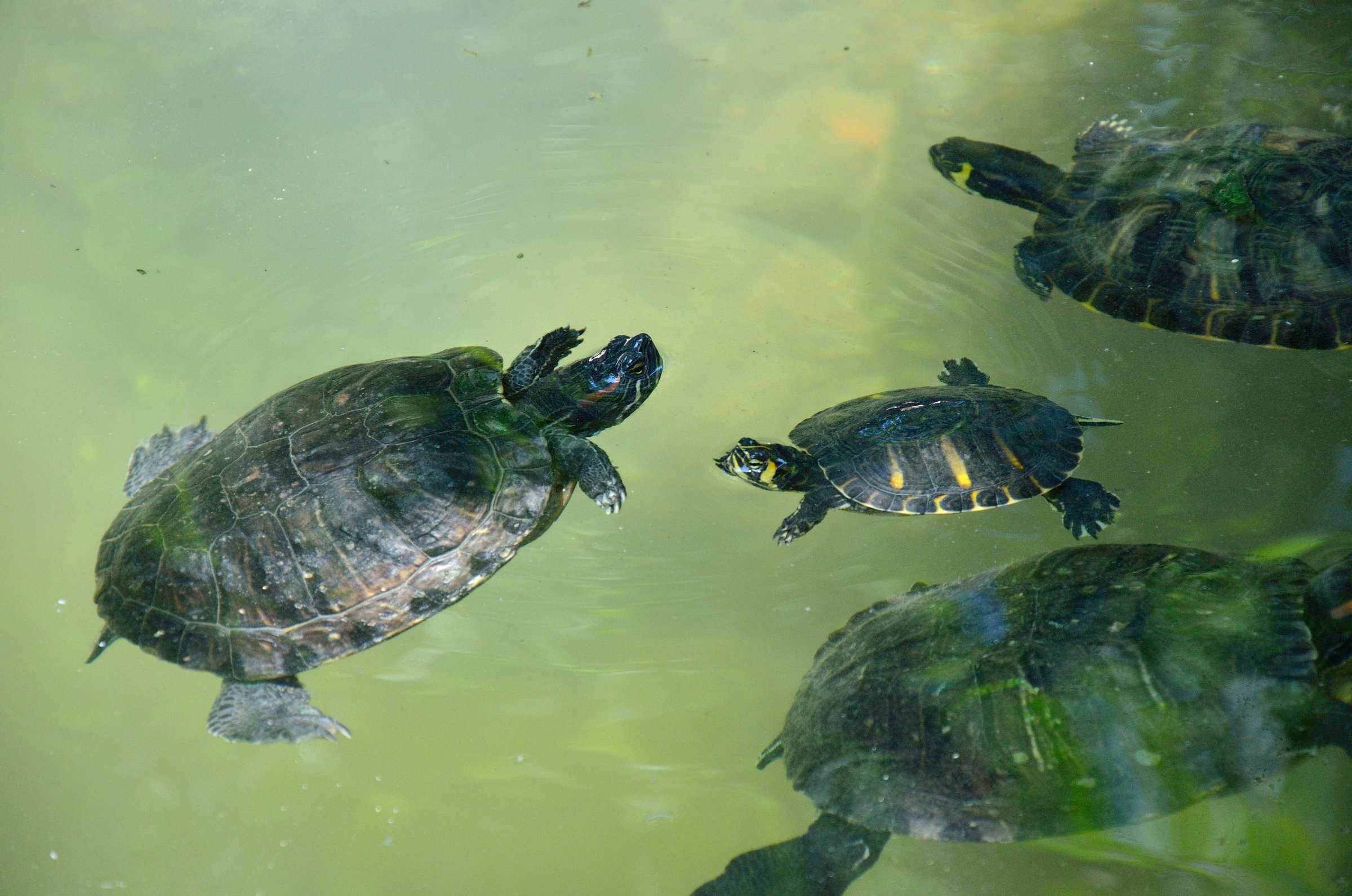 Красноухие черепахи в Национальном саду в Афинах
