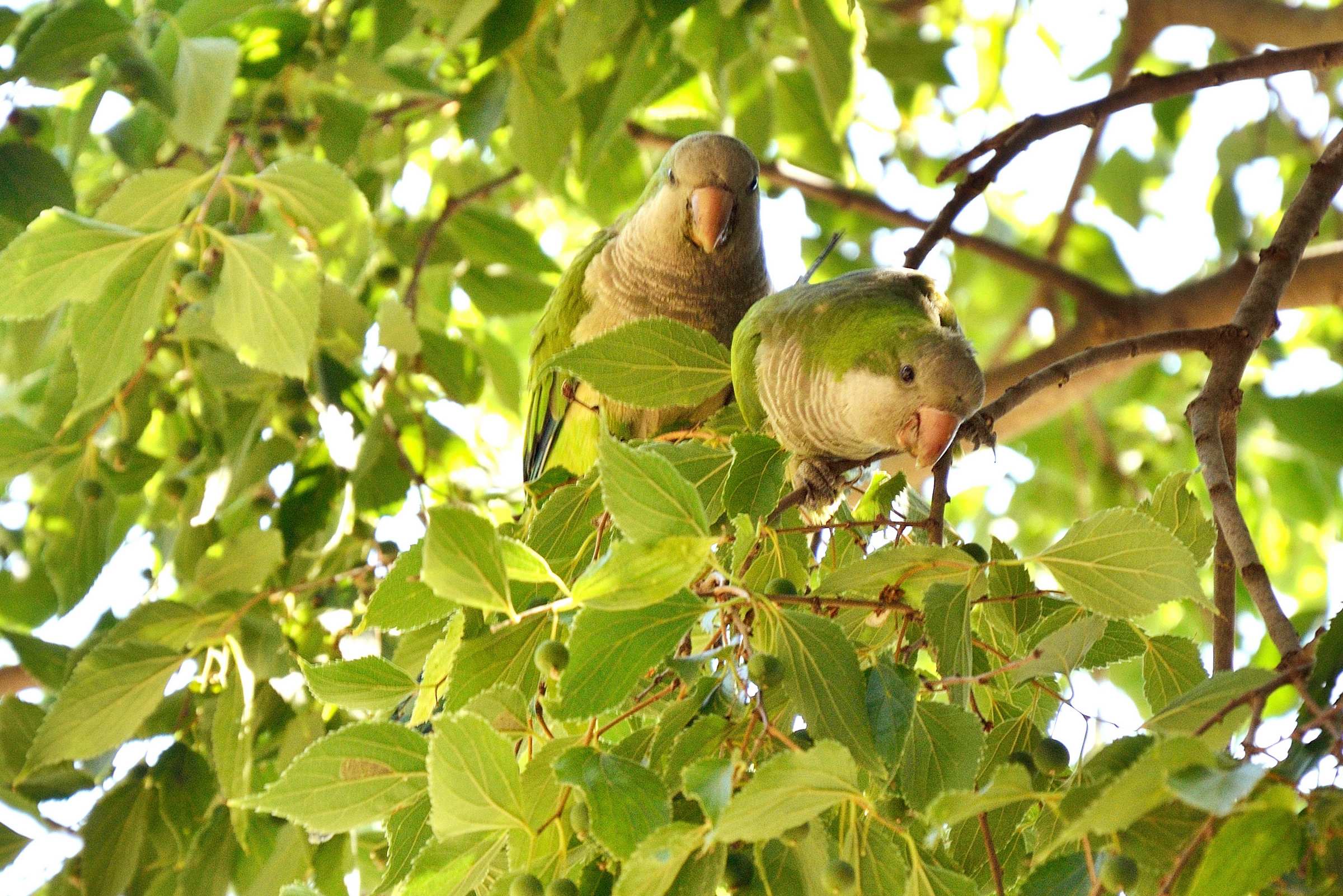 Парк Гуэля. Зеленые попугаи