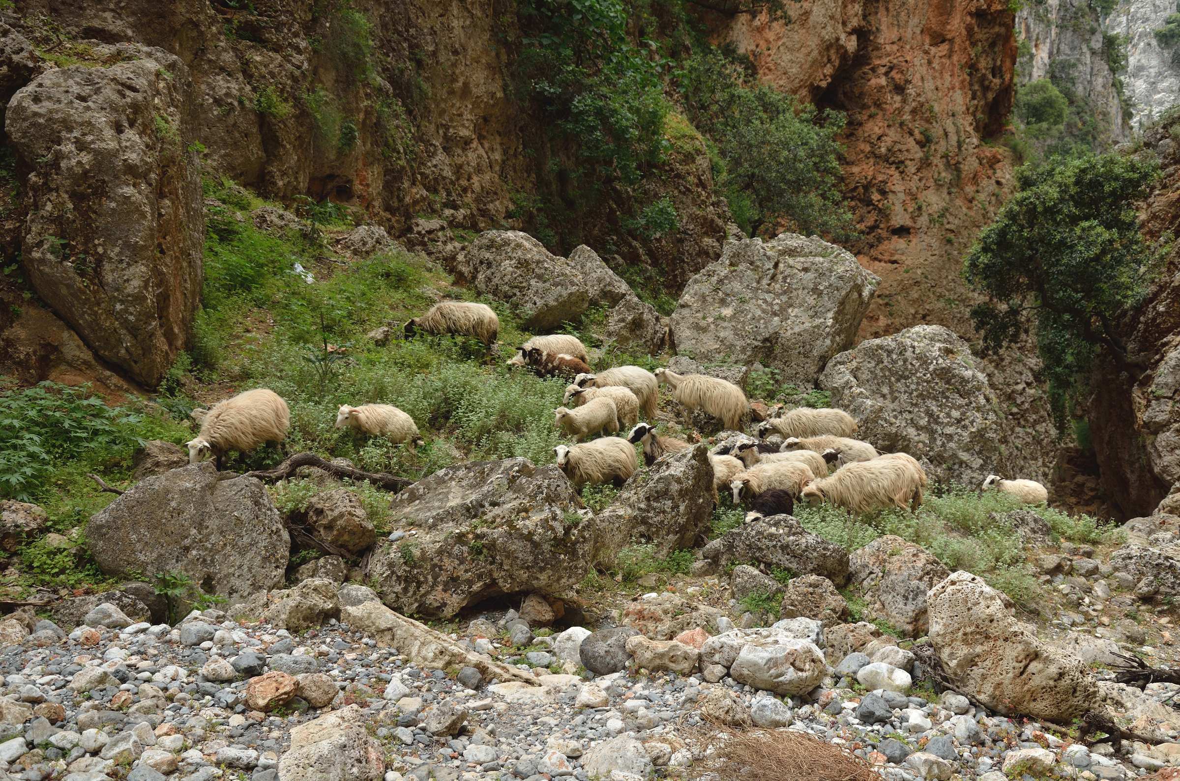 Овцы в ущелье Арадена