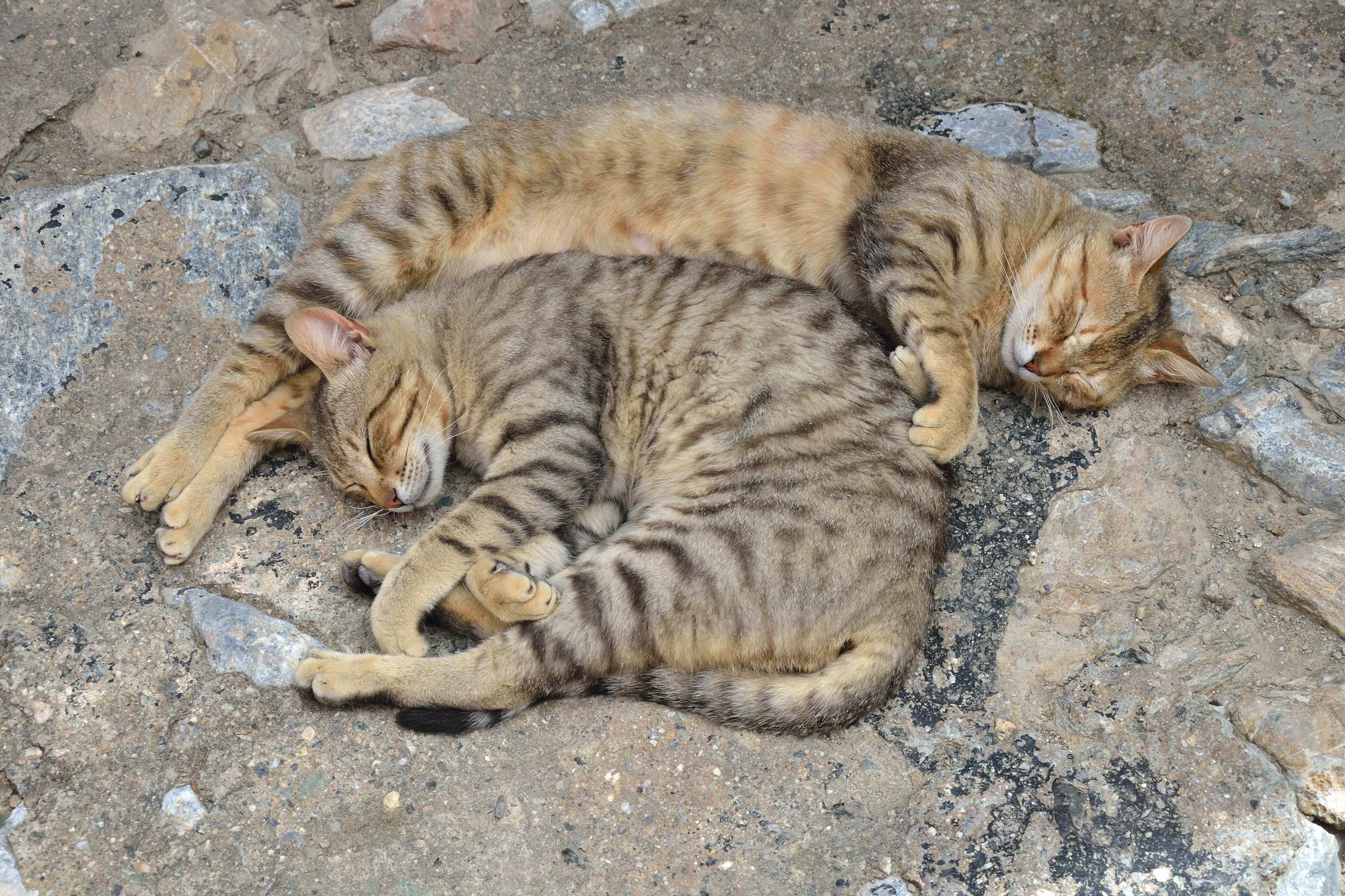Кошки в Като Превели