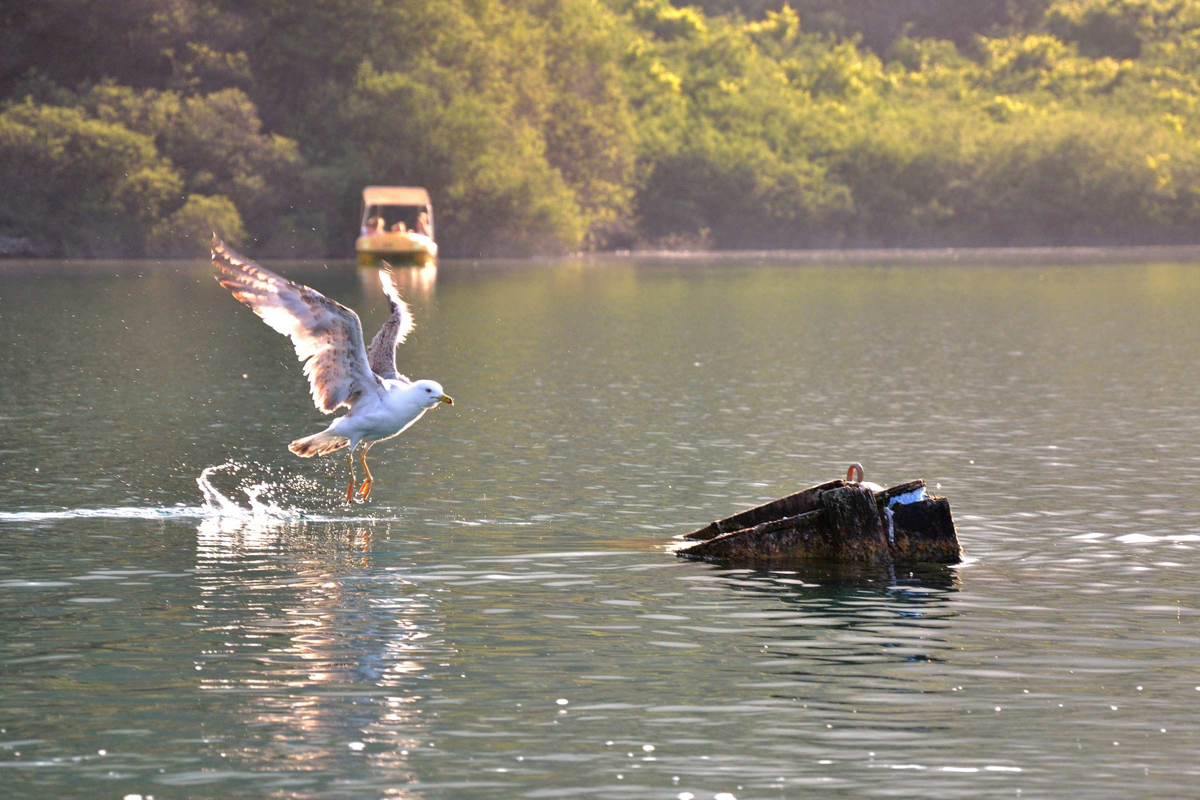 Чайка на озере Курнас