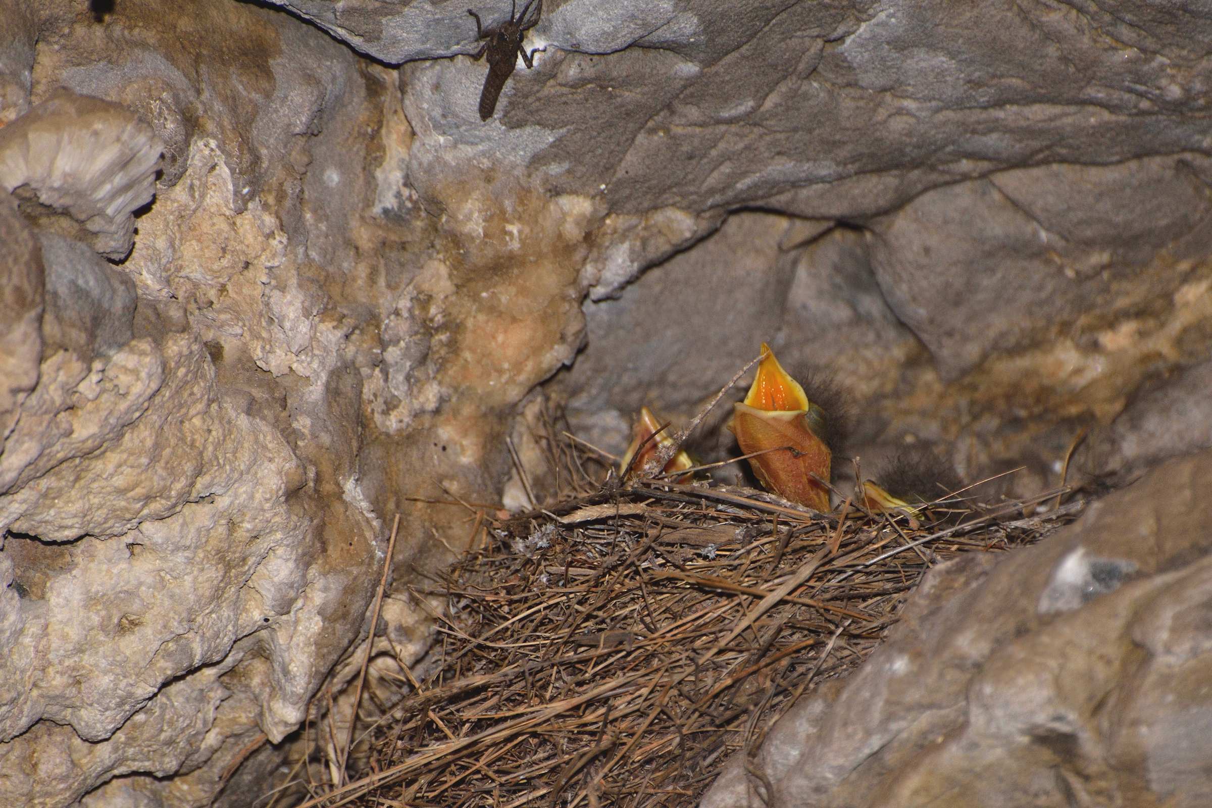 Птенцы в гнезде в пещере Медведицы