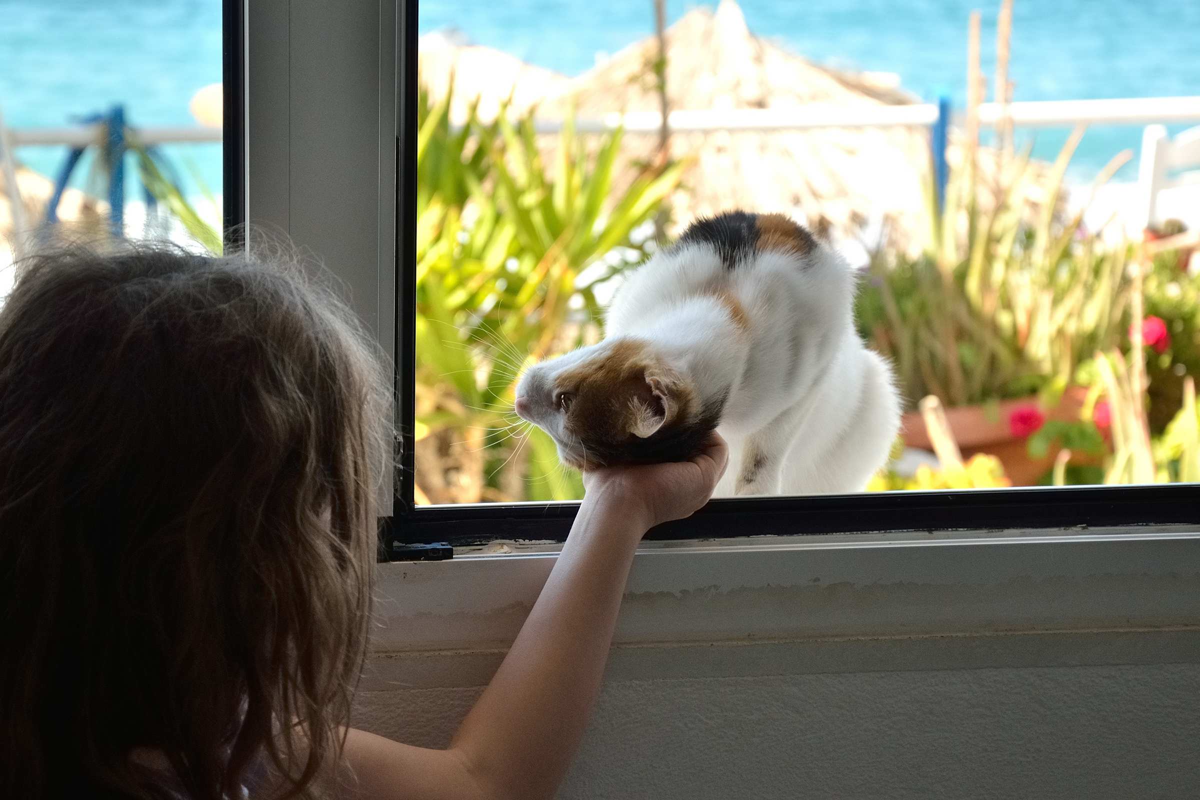 Ласковая кошка в окне апартаментов на Крите