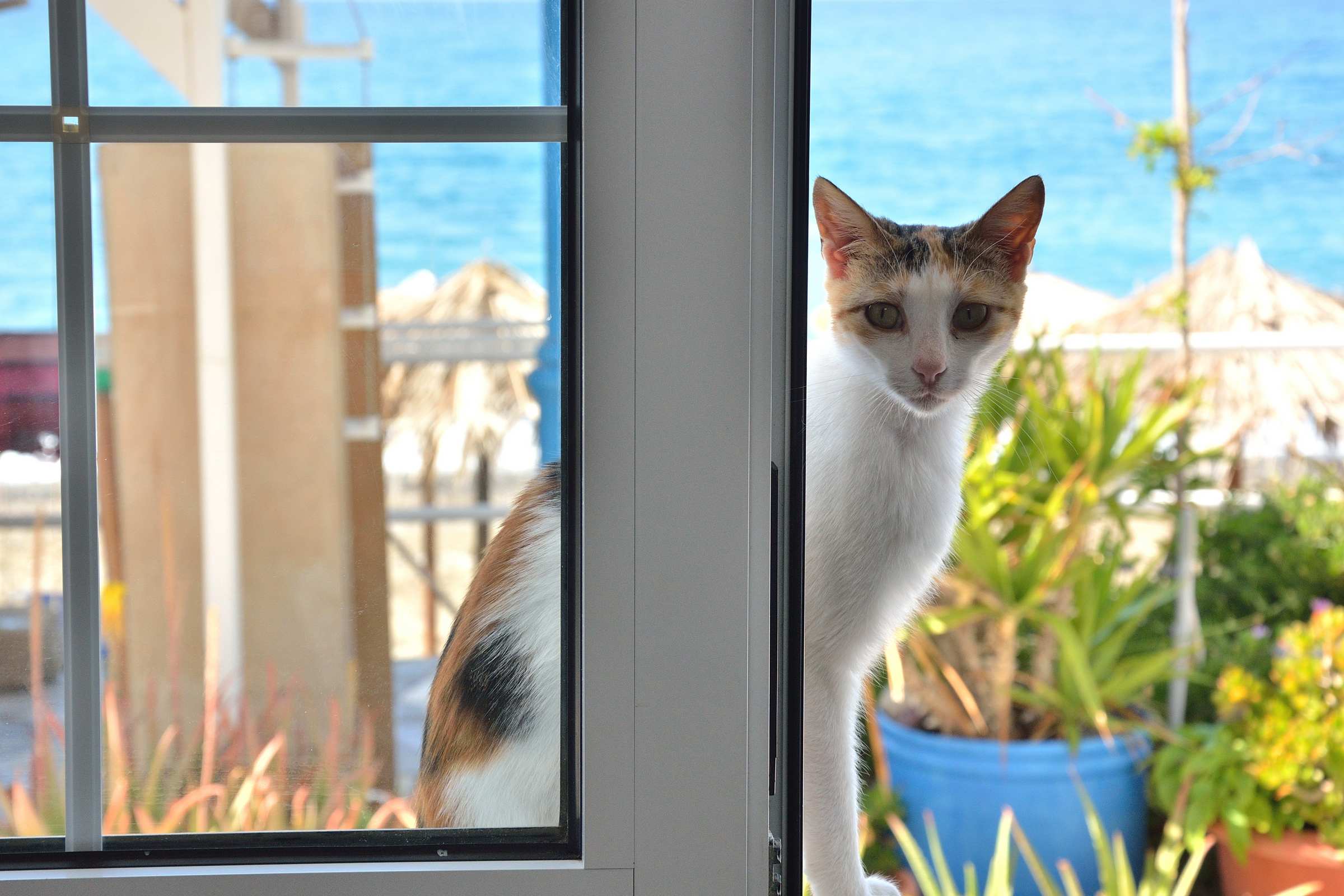 Ласковая кошка в окне апартаментов на Крите