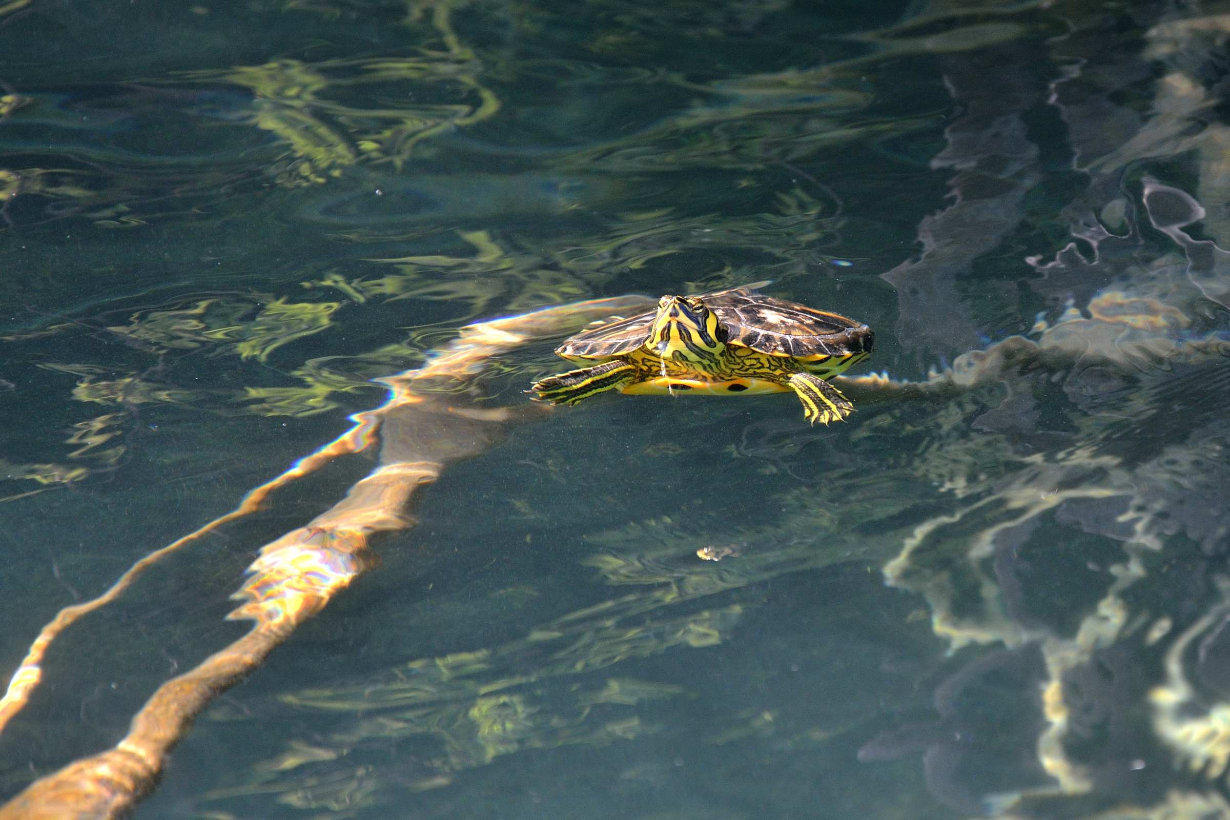 Красноухая черепаха в озере Курнас на Крите