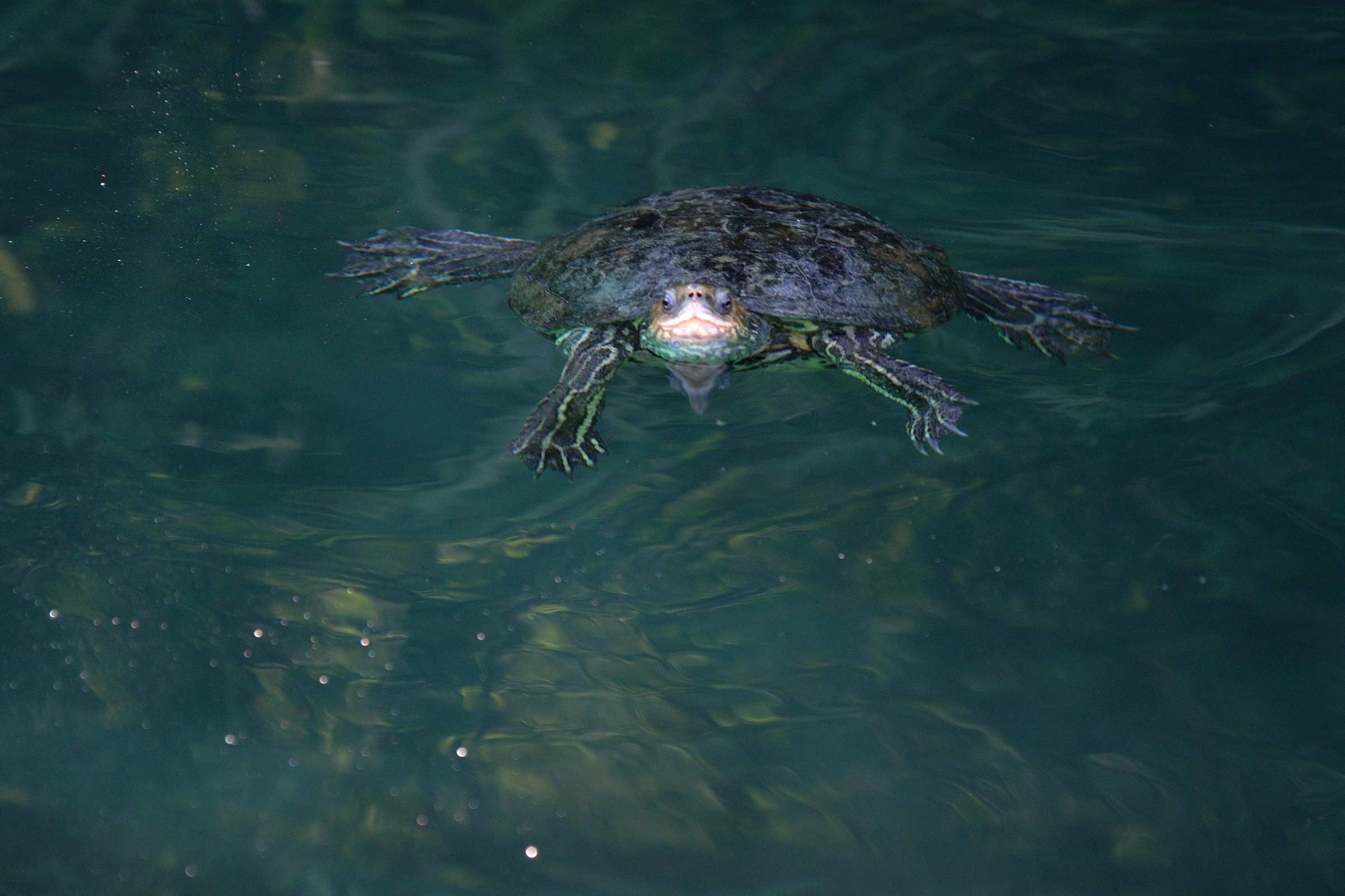 Красноухая черепаха в озере Курнас на Крите