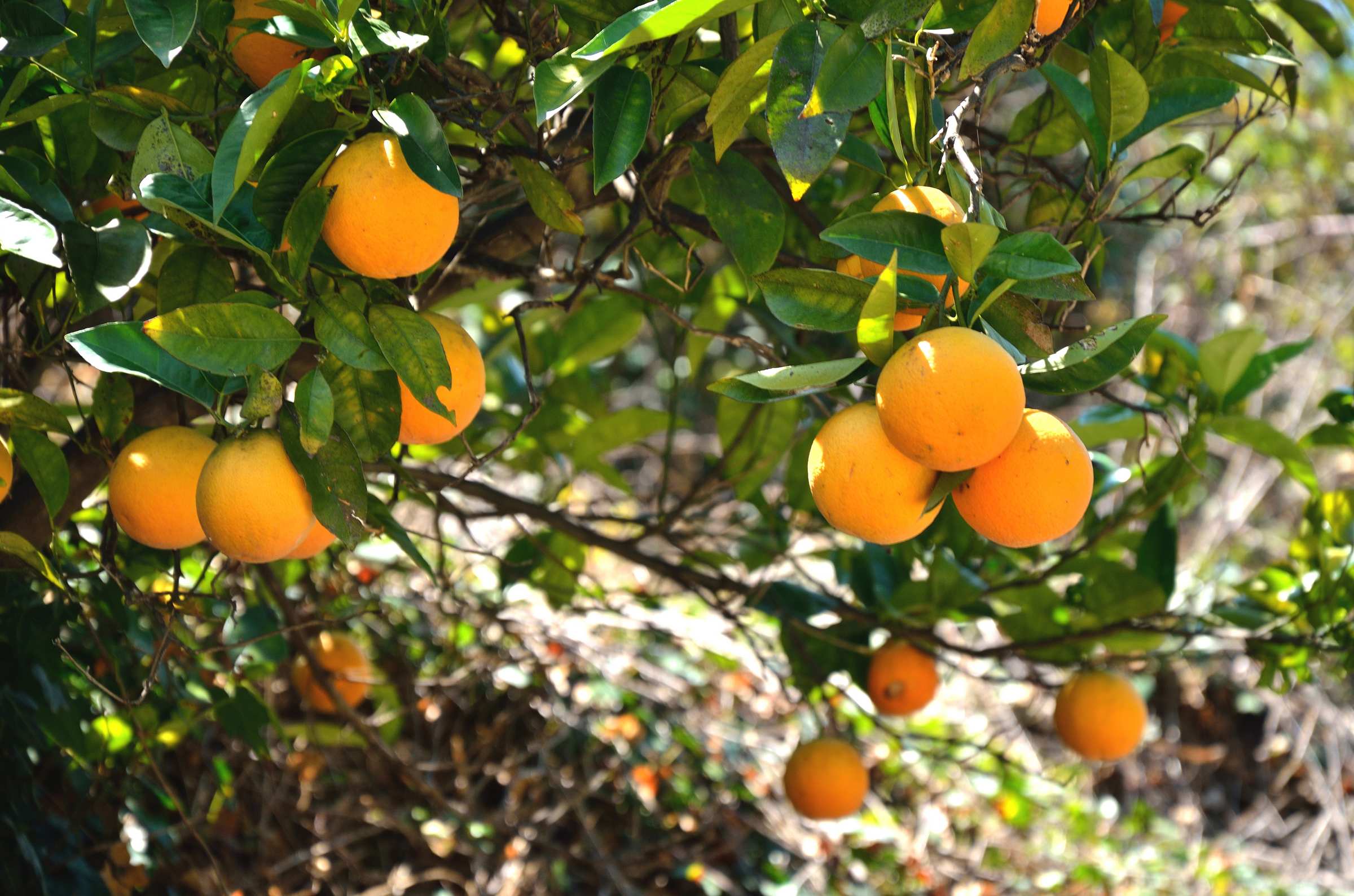 Апельсины на дереве на Крите