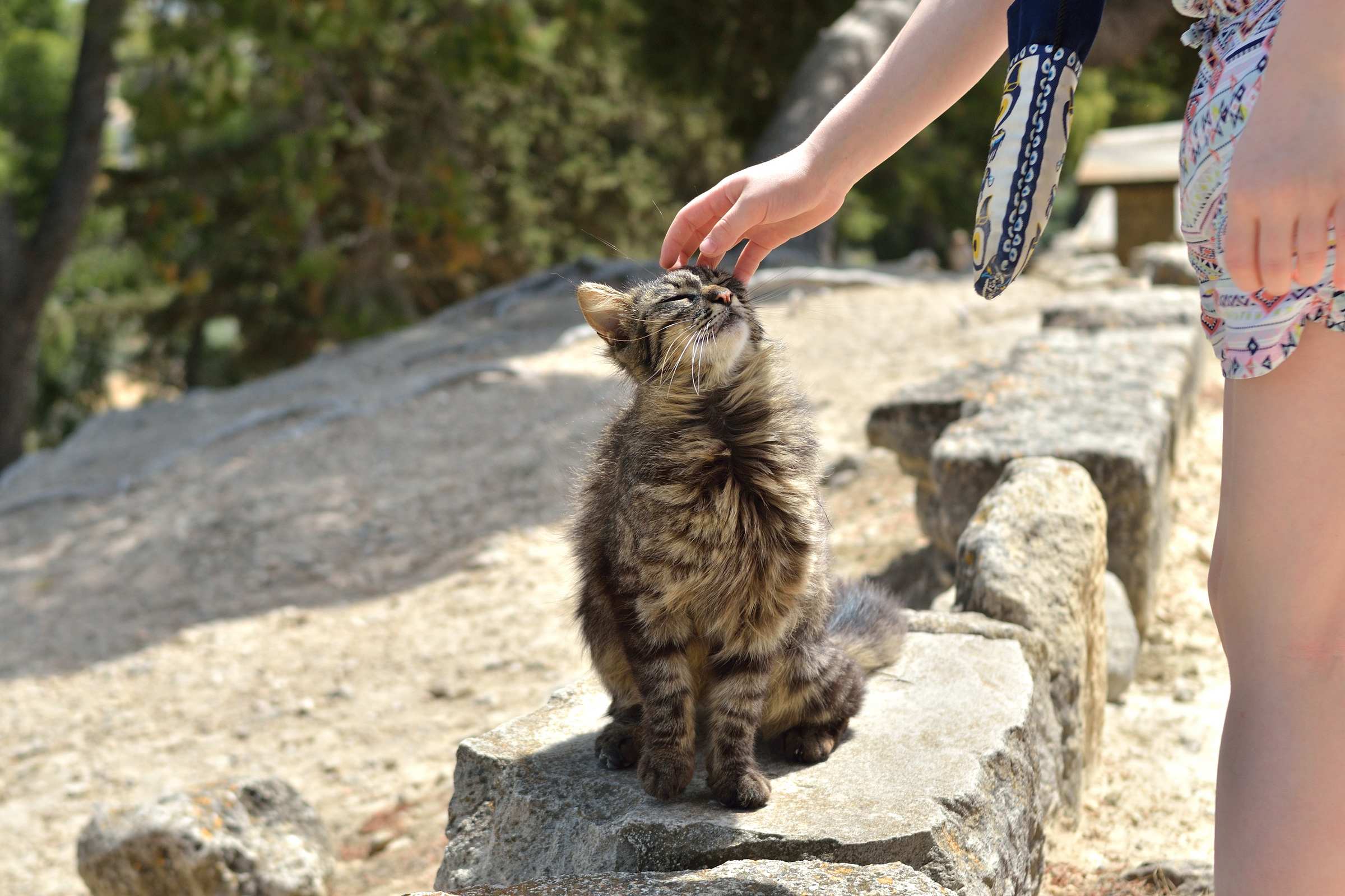 Кошка в Фестском дворце на Крите