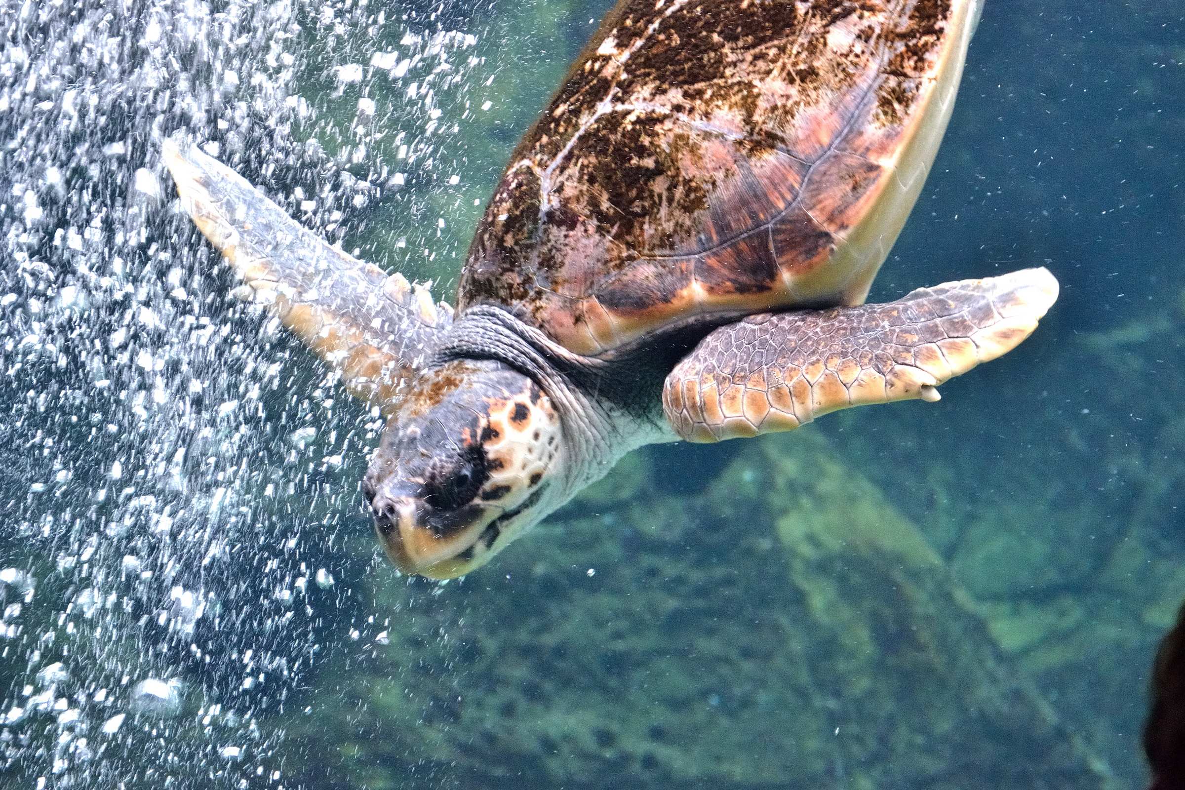 Черепаха в океанариуме Крита
