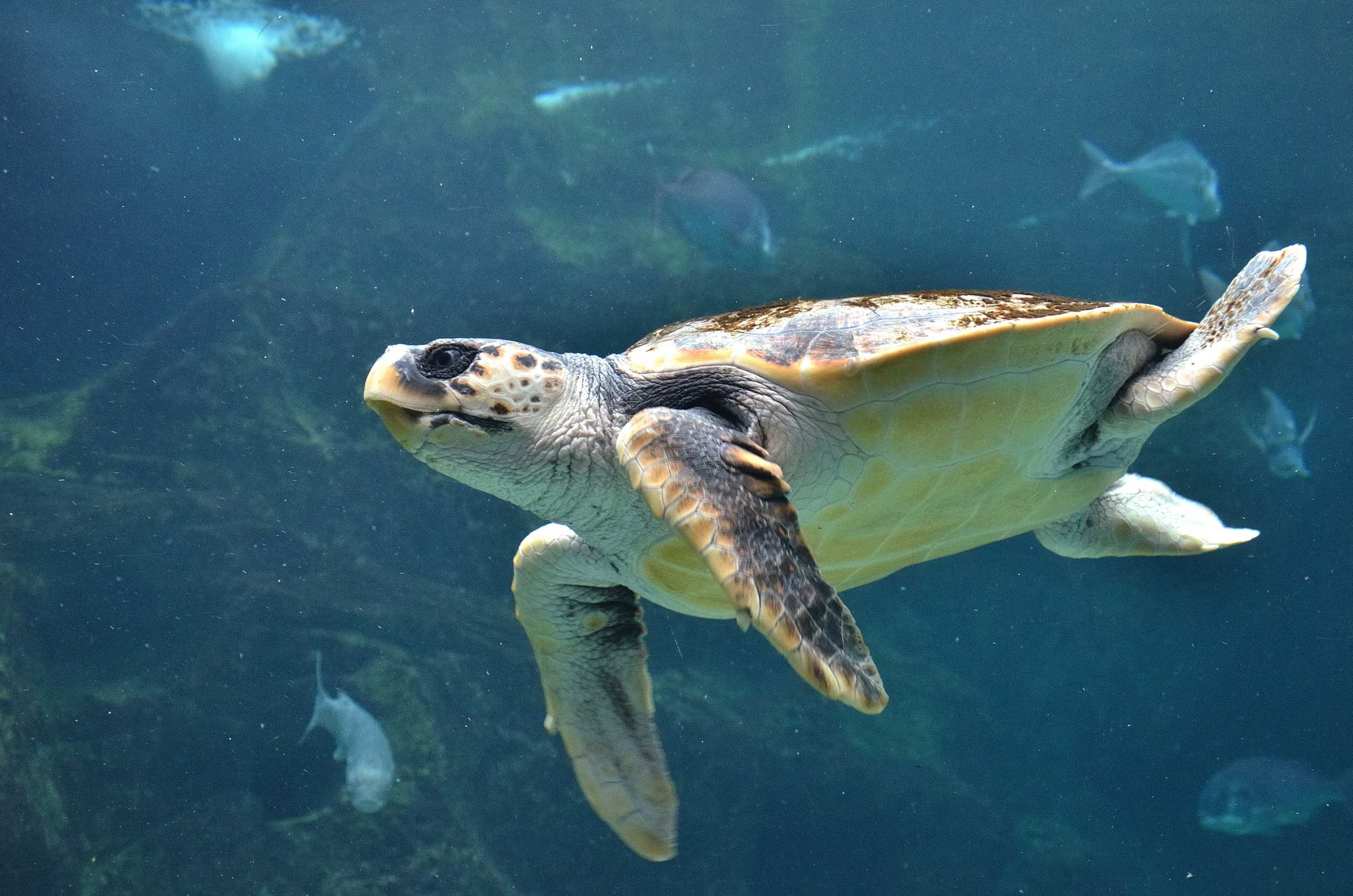 Черепаха в океанариуме Крита