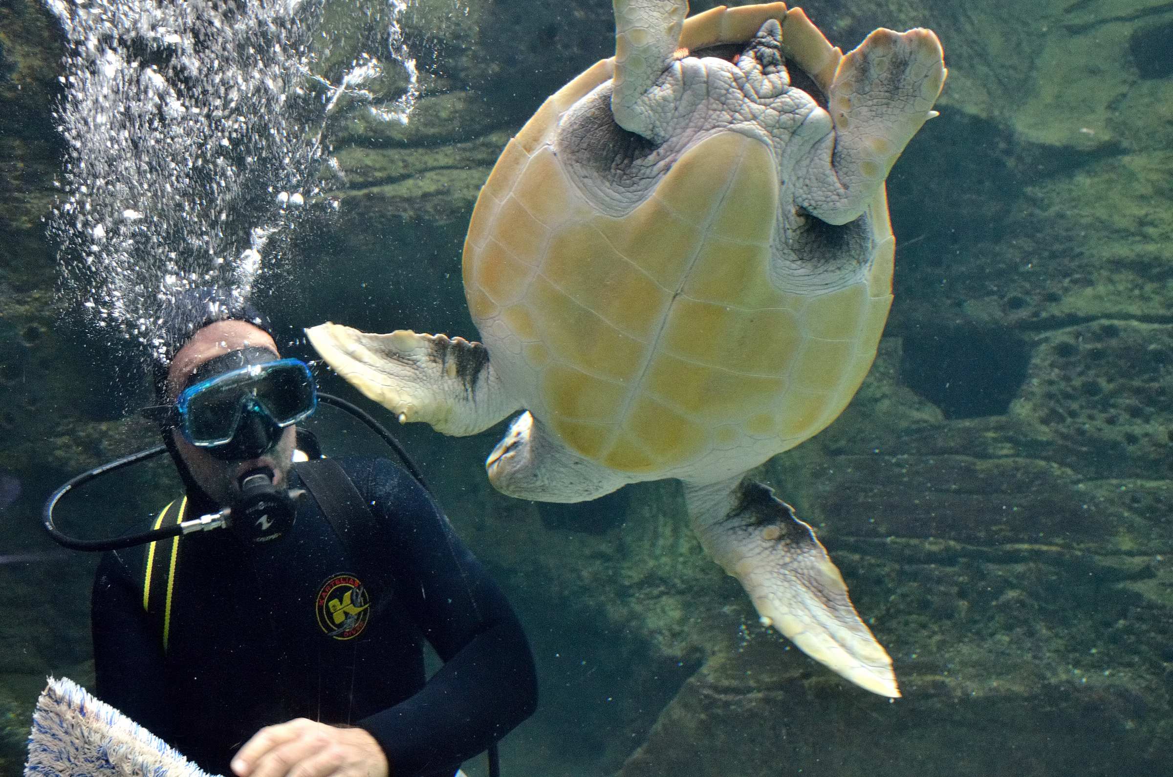 Наглая черепаха в океанариуме Крита