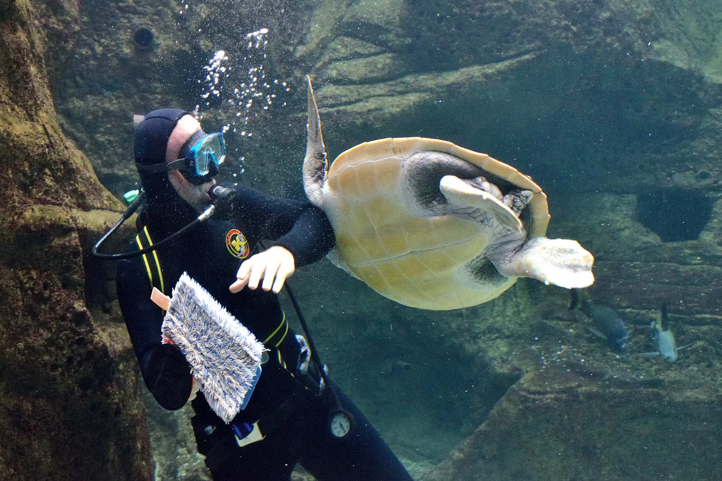 Наглая черепаха в океанариуме Крита