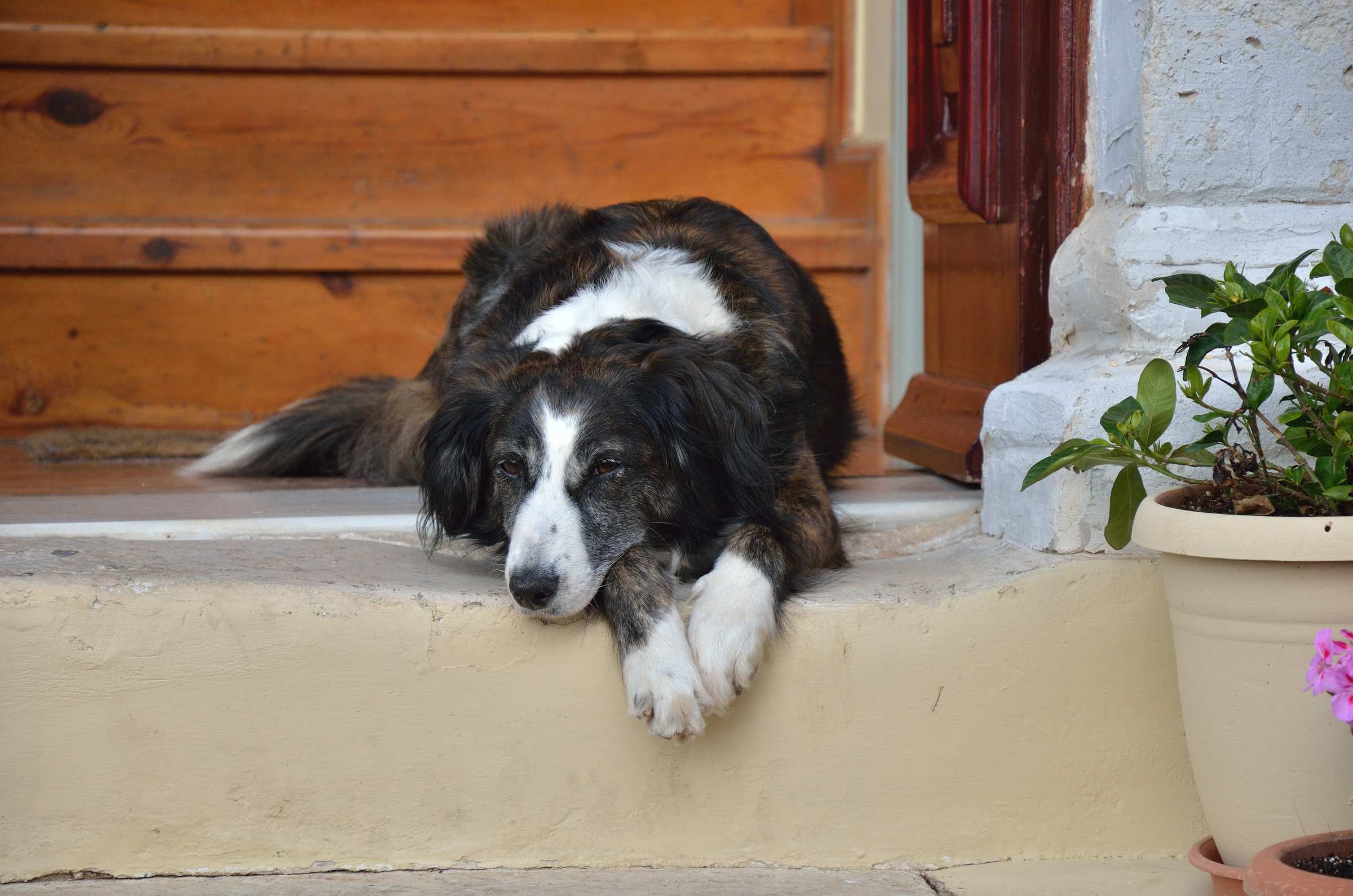 Собака в старом городе Ханья на Крите