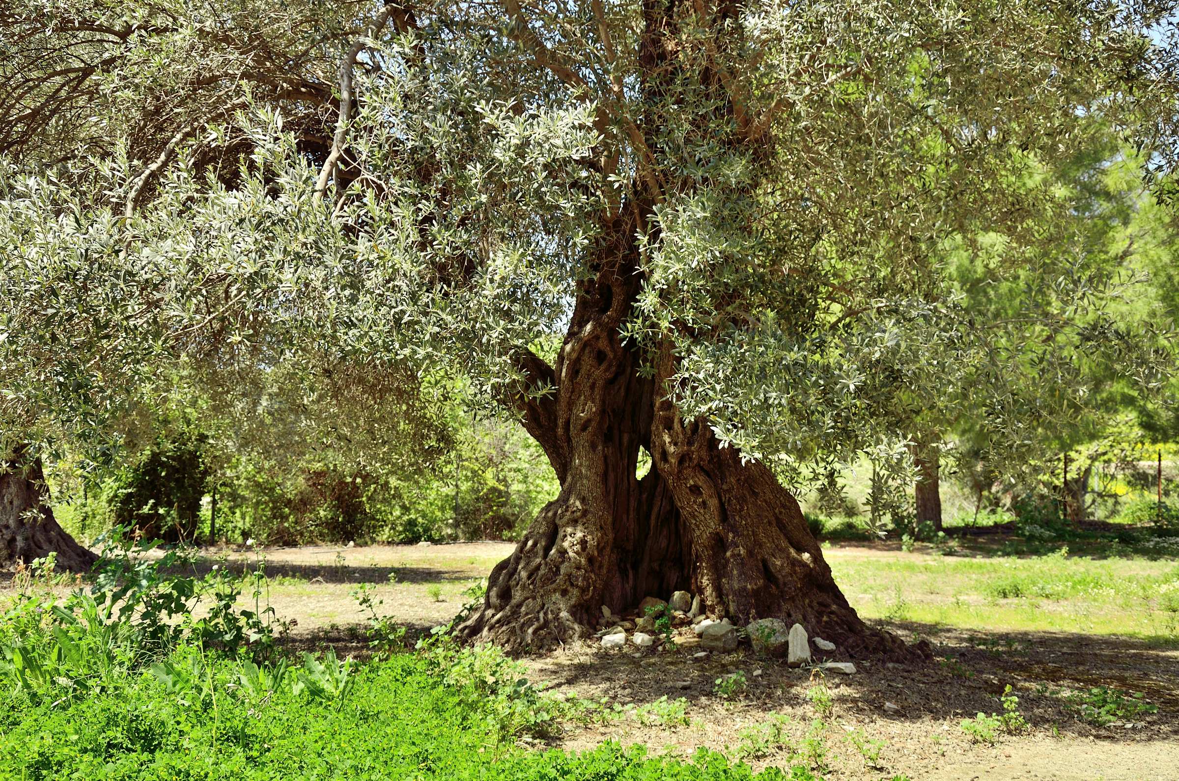 Оливковые деревья на Крите
