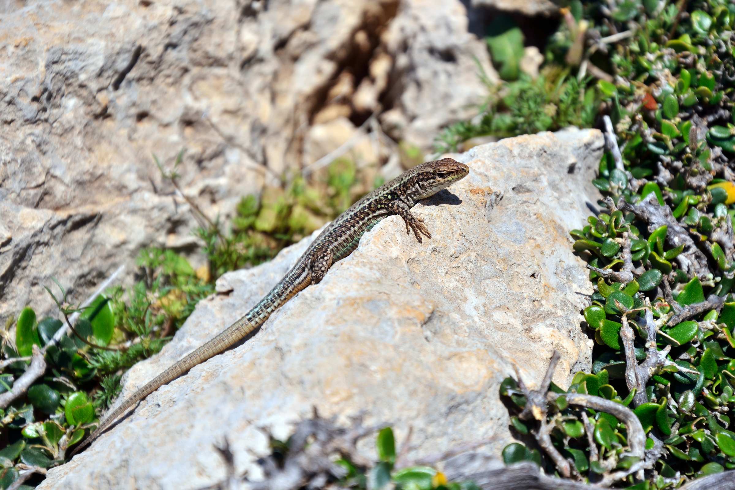 Ящерица в горах Крита